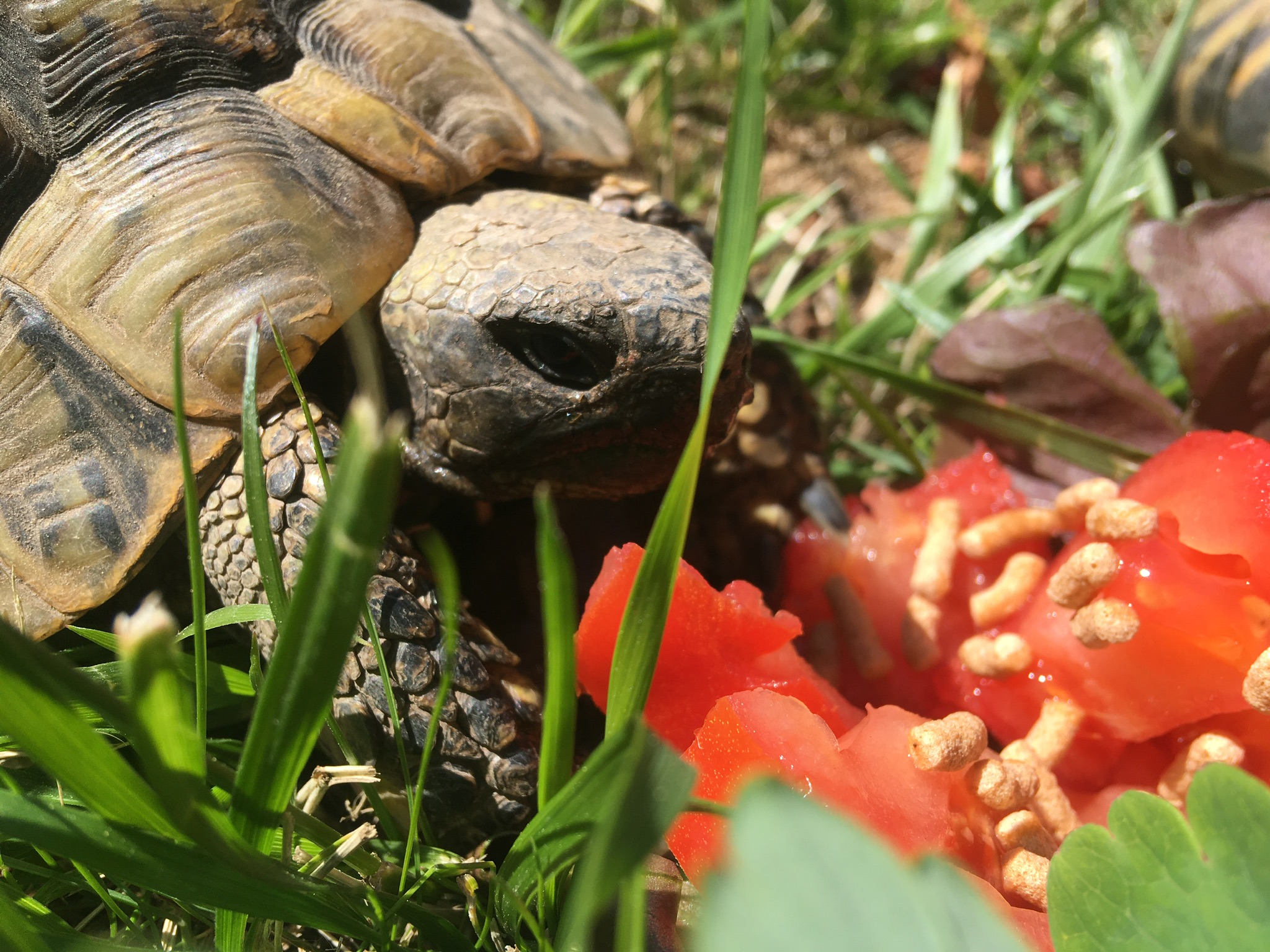 Griechische Landschildkröte beim Fressen