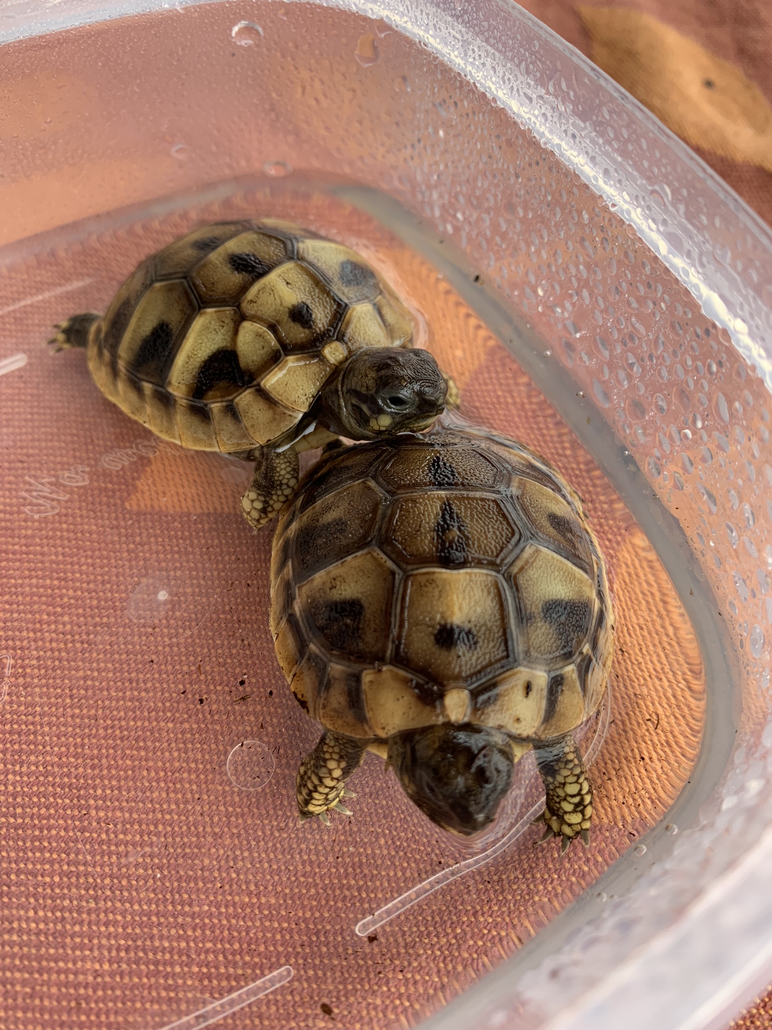 Baby Griechen beim Baden