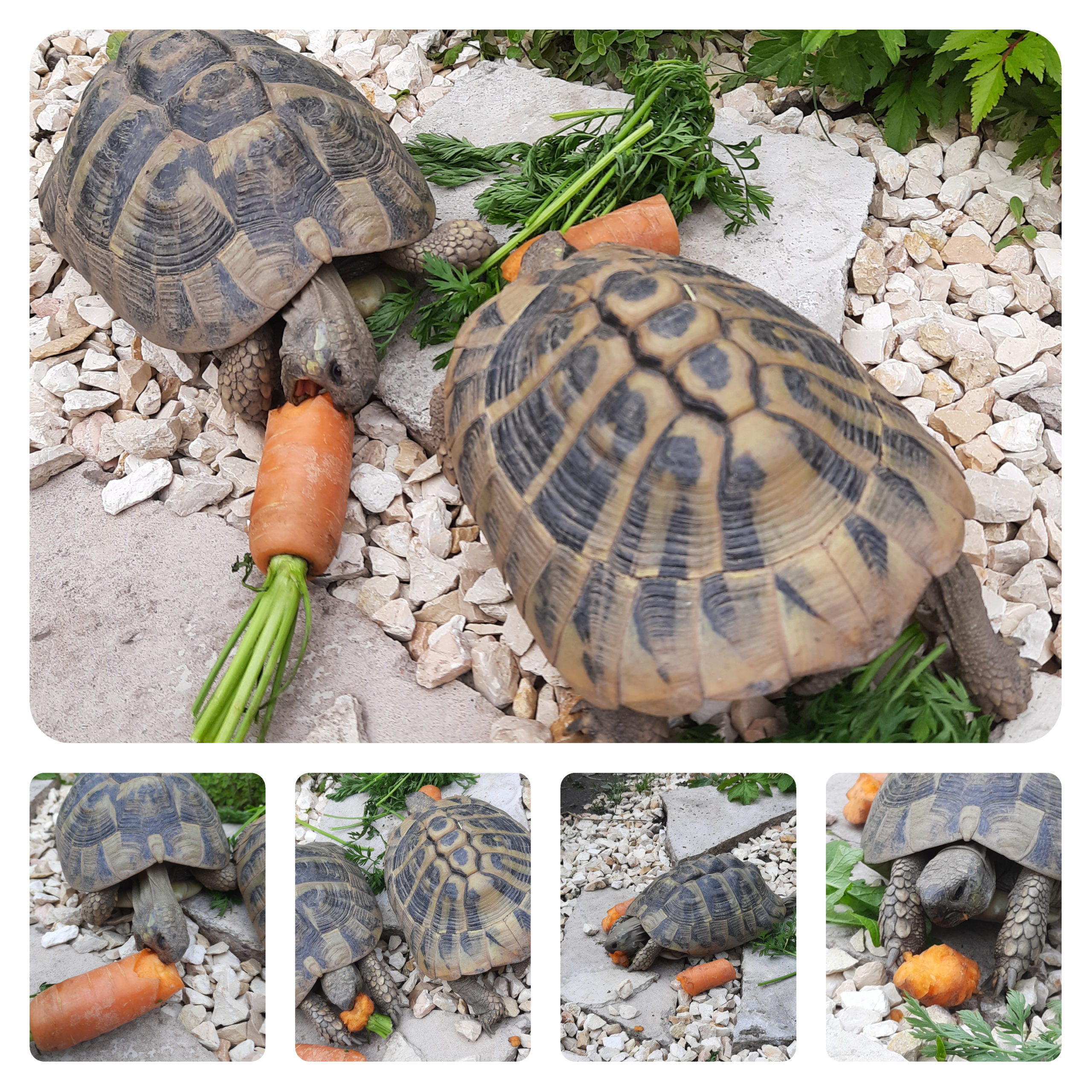 Meine Thb - Möhren-Massaker ;)