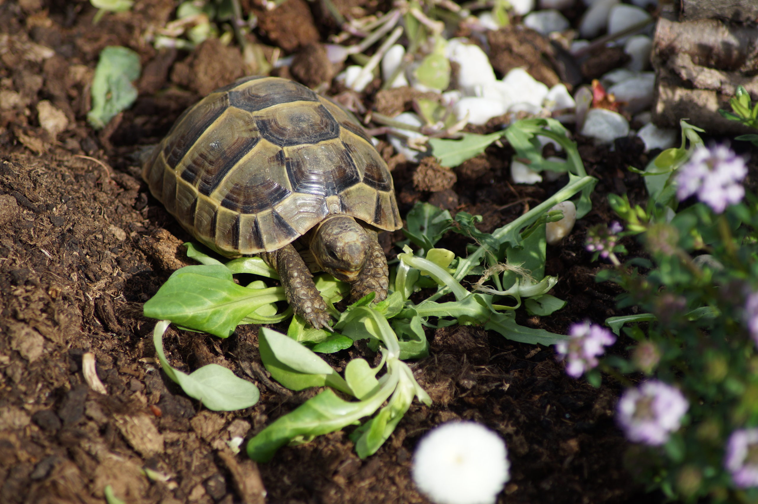 Maurische Landschildkröte George