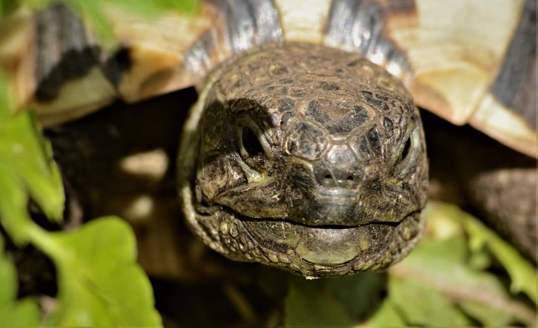 Griechische Landschildkröte Portrait