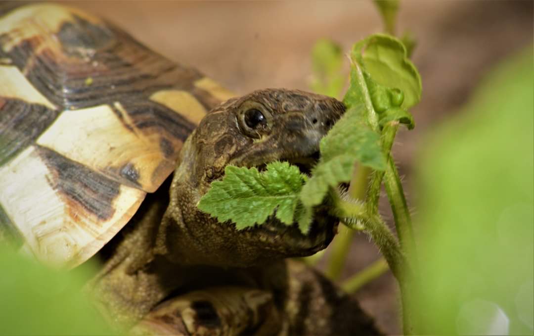 Griechische Landschildkröte in Selbstversorgung