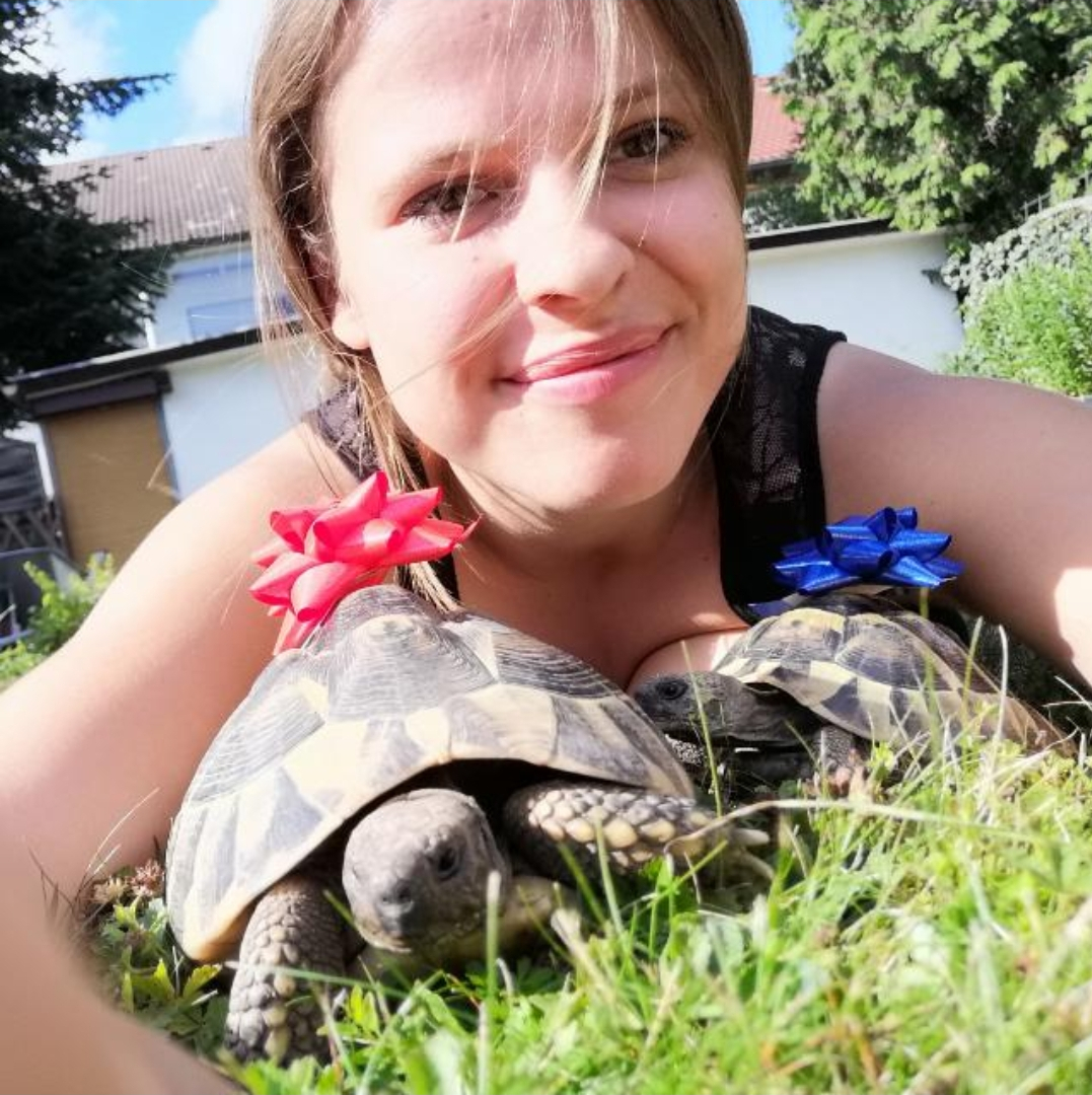 Griechische Landschildkröten