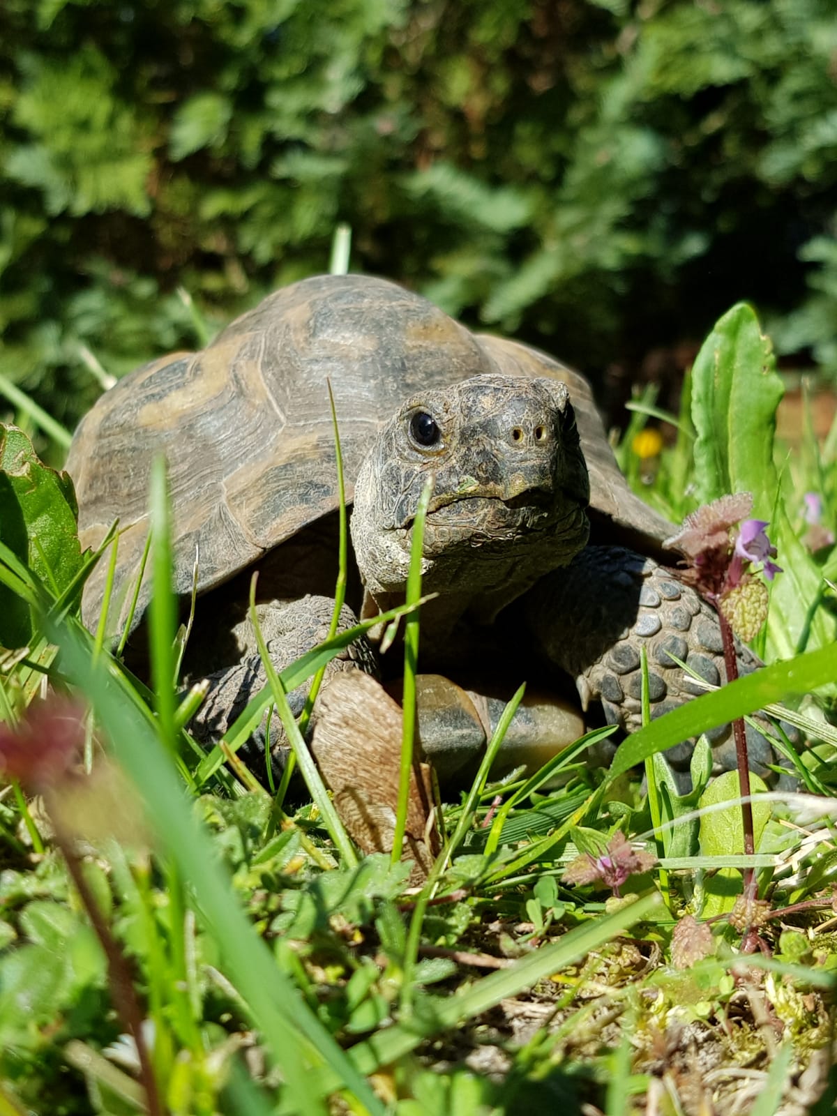 Maurische Landschildkröte im Freigehege