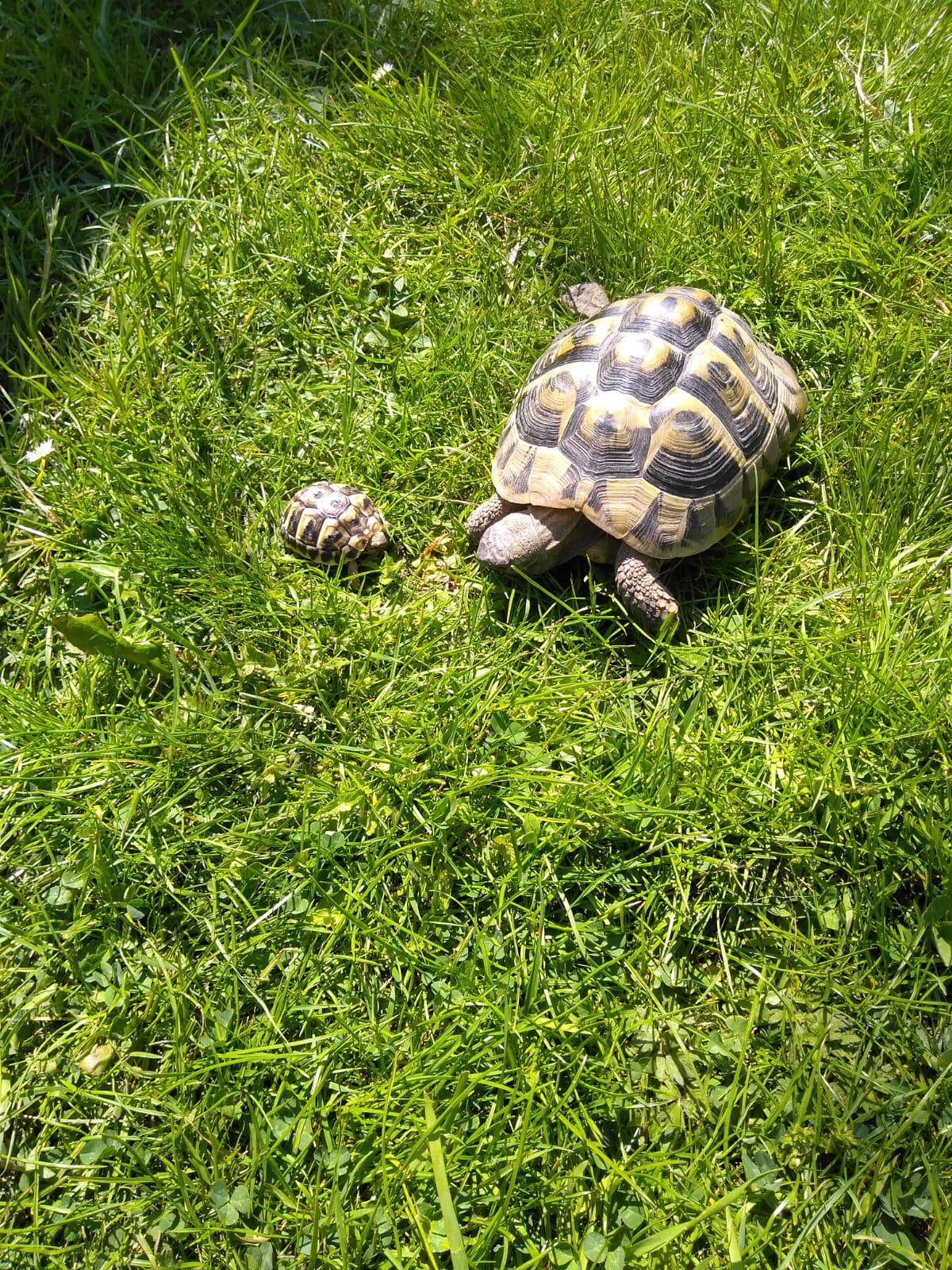 Griechische Landschildkröte mit ihrem Nachwuchs