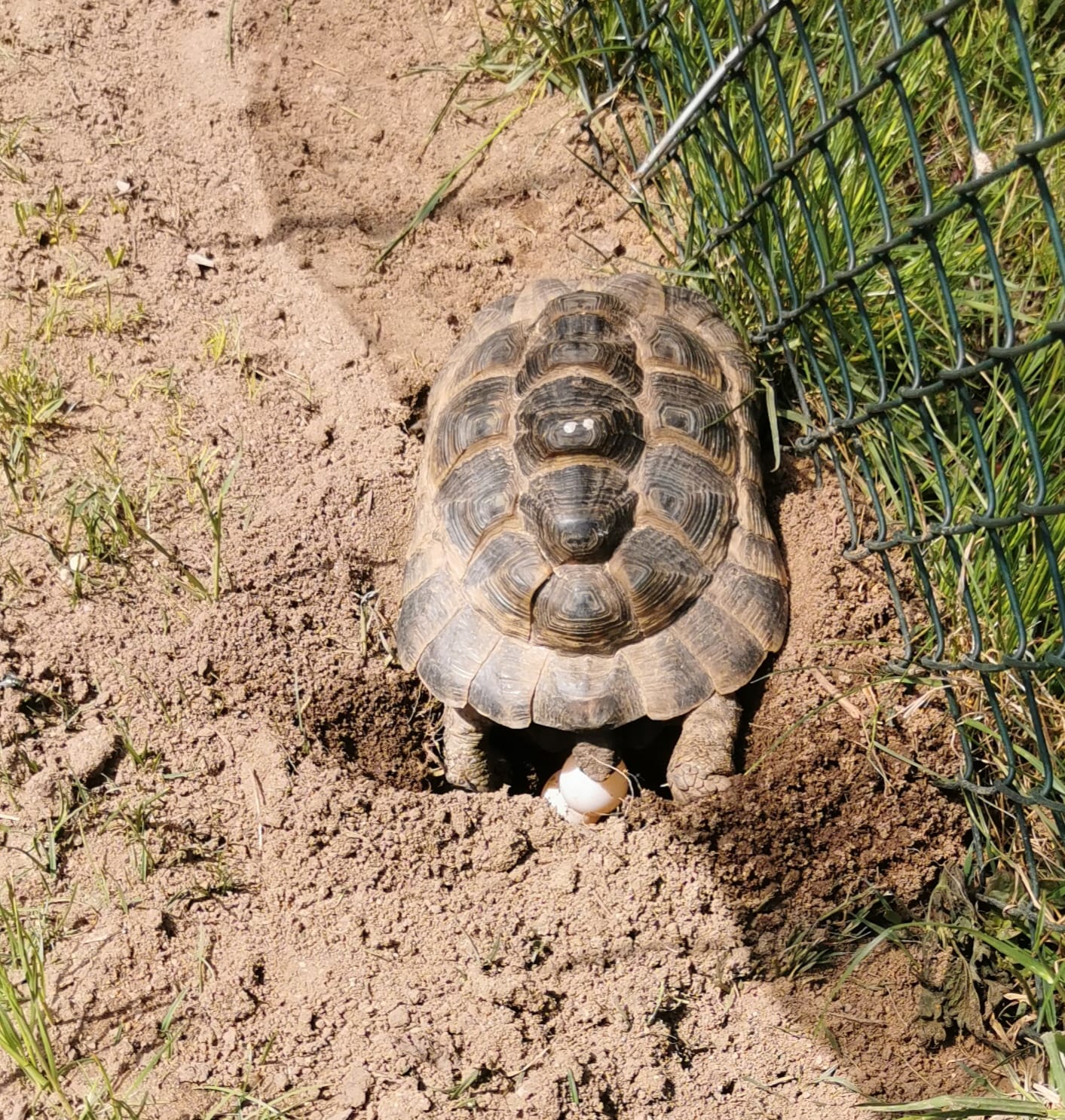 Eiablage meiner 17 jährigen Maurischen Landschildkröte Bella