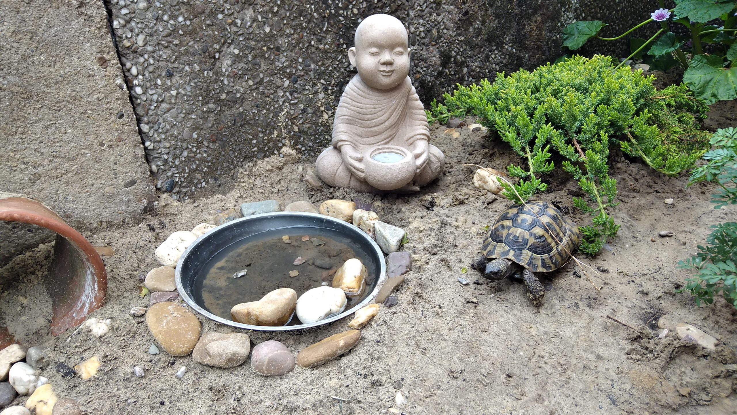 Marschmello, unsere Griechische Landschildkröte