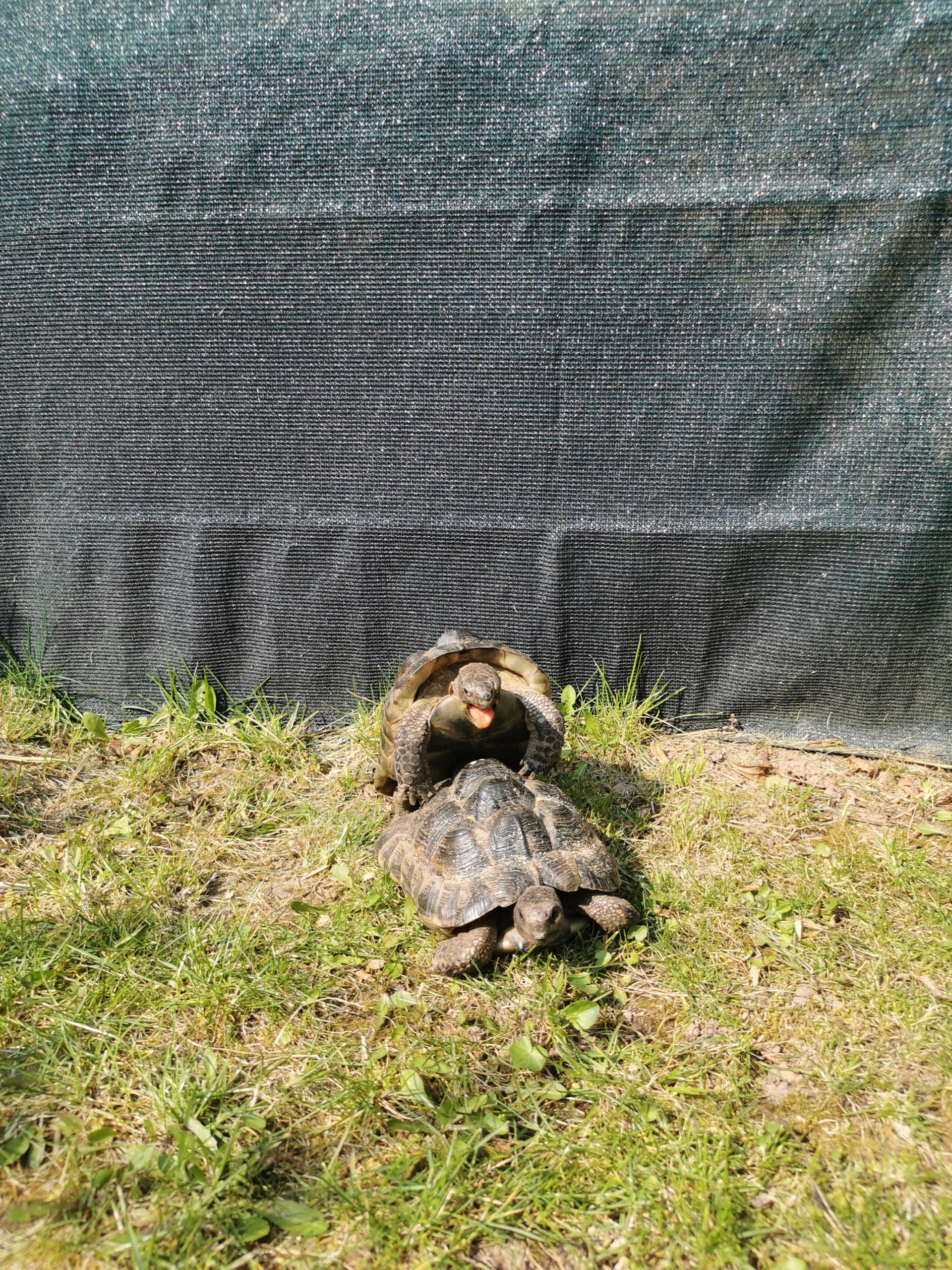 Paarung Maurische Landschildkröte bei mir im Garten als Ersatzpflegestelle