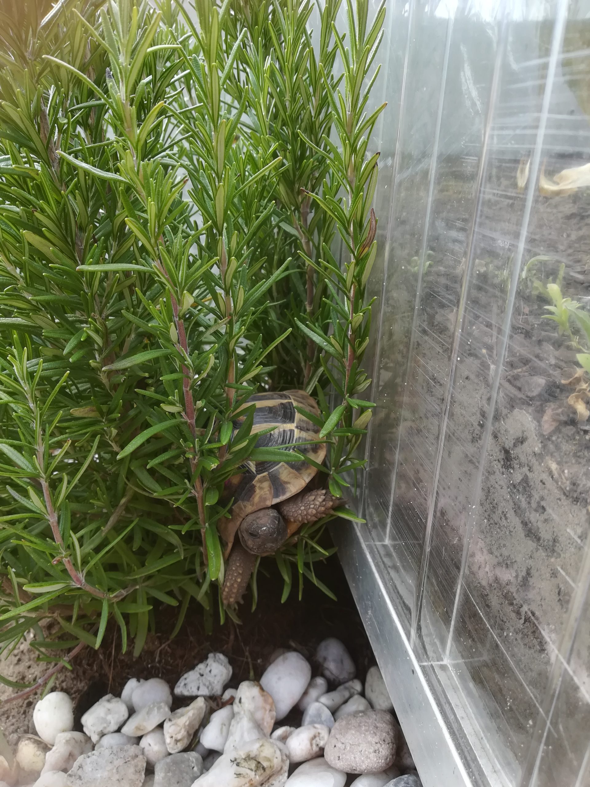 Griechische Landschildkröte auf Tour