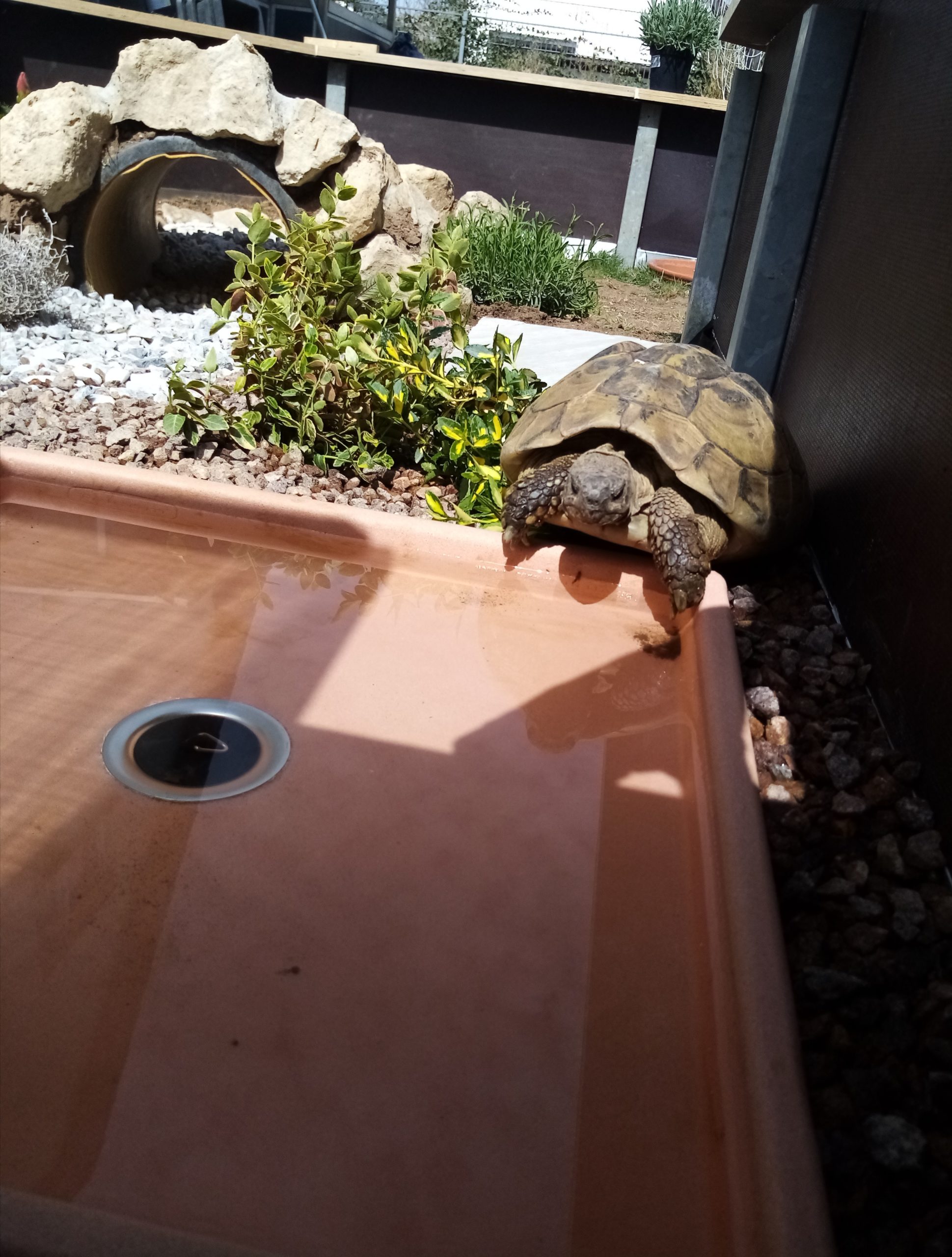 Seniorenresidenz der Ü60-j. Griech. Landschildkröte Trixi idenz