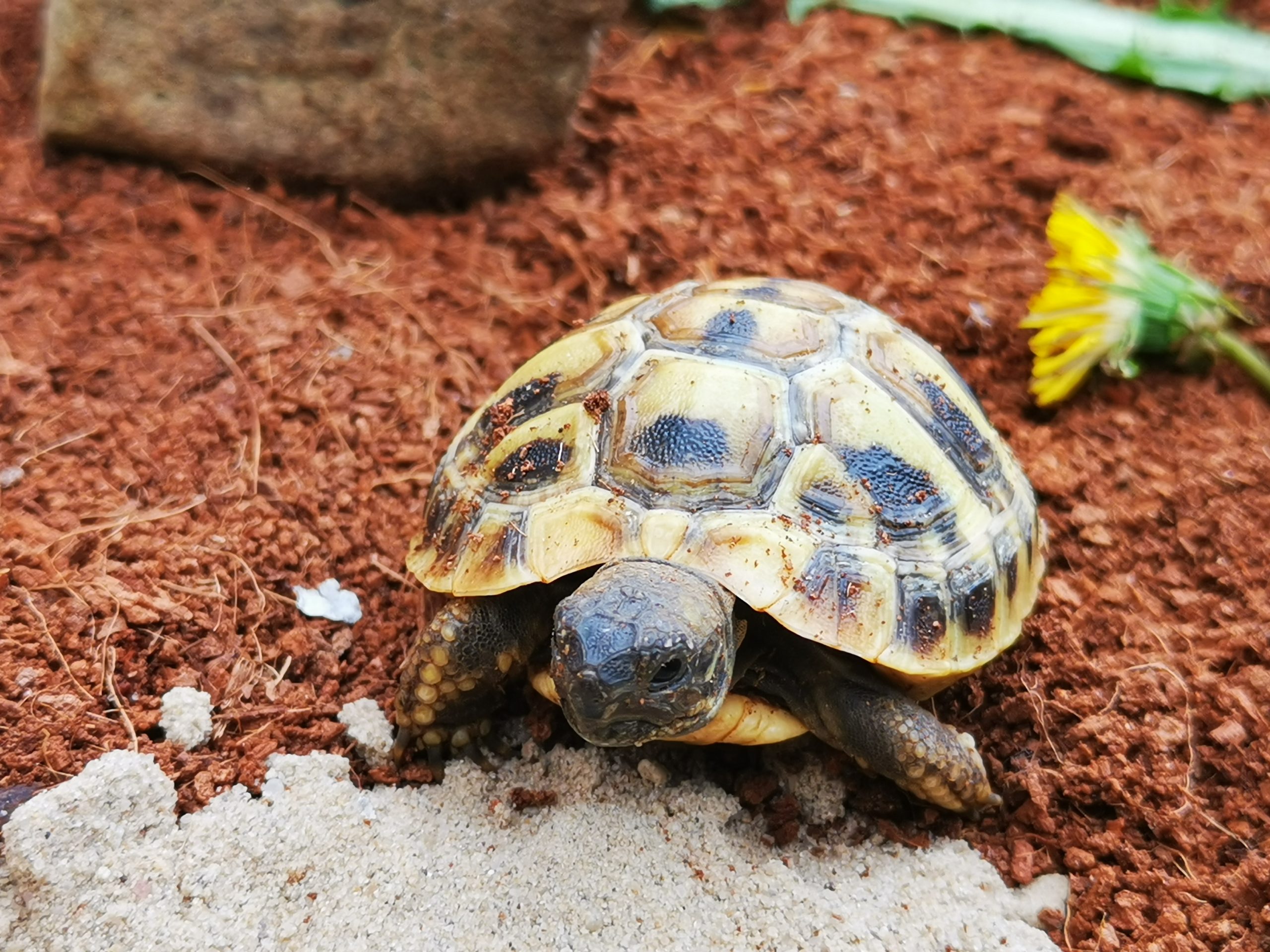 Griechische Landschildkröte im Gehege