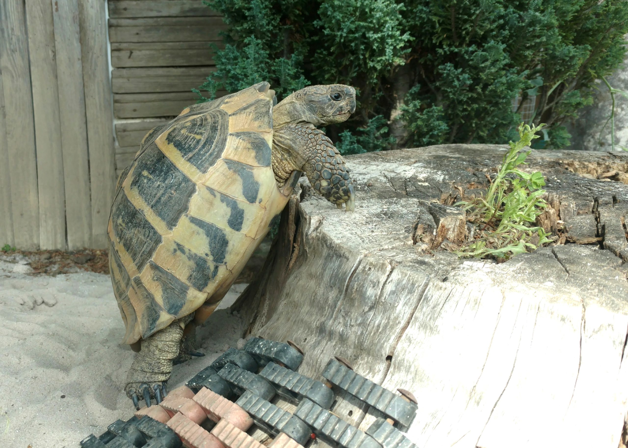 Fast 60 Jahre alte Griechische Landschildkröte Peggy bei ihrer Lieblingsbeschäftigung: Klettern und rutschen..