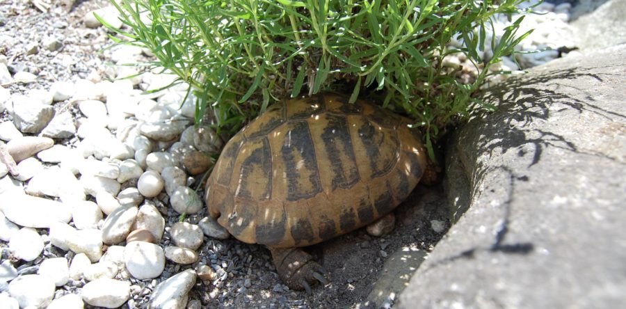 Schildkrötengehege – welche Pflanzen im Gehege für Landschildkröten?
