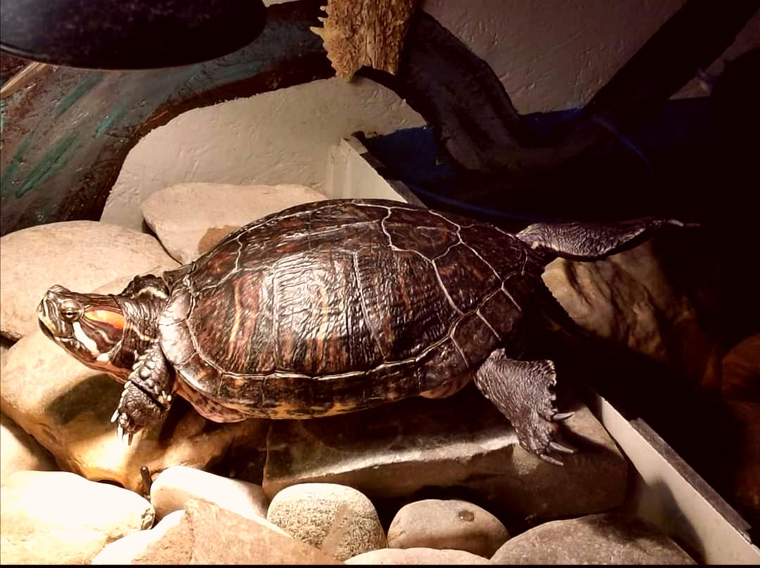 Wasserschildkröte Magda sonnt sich ️
