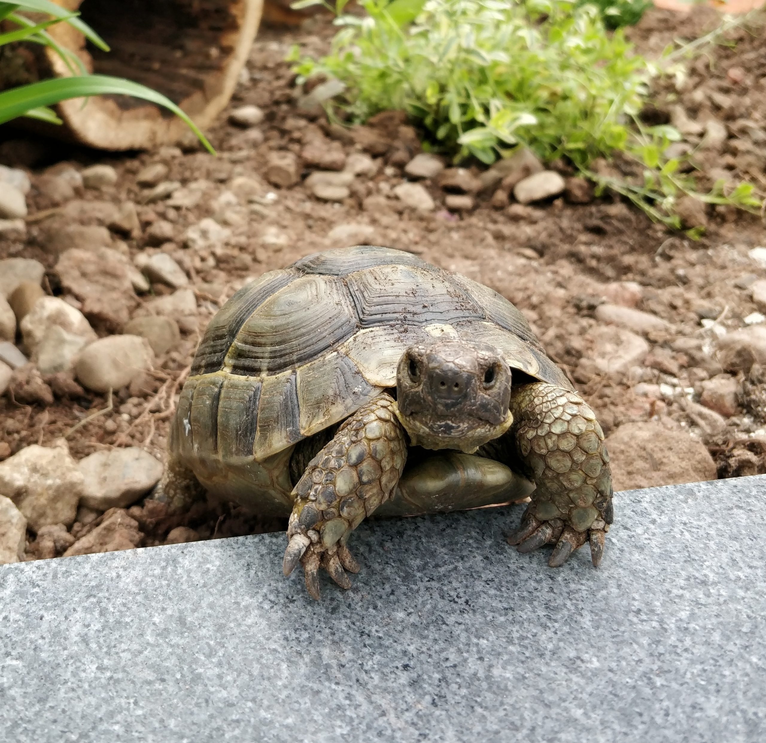 Maurische Landschildkröte