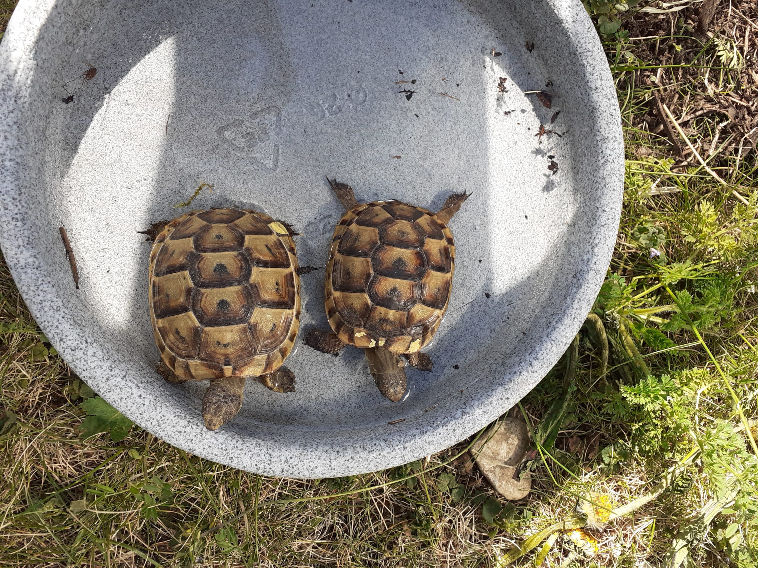 Unsere beiden kleinen Maurischen Landschildkröten beim Baden
