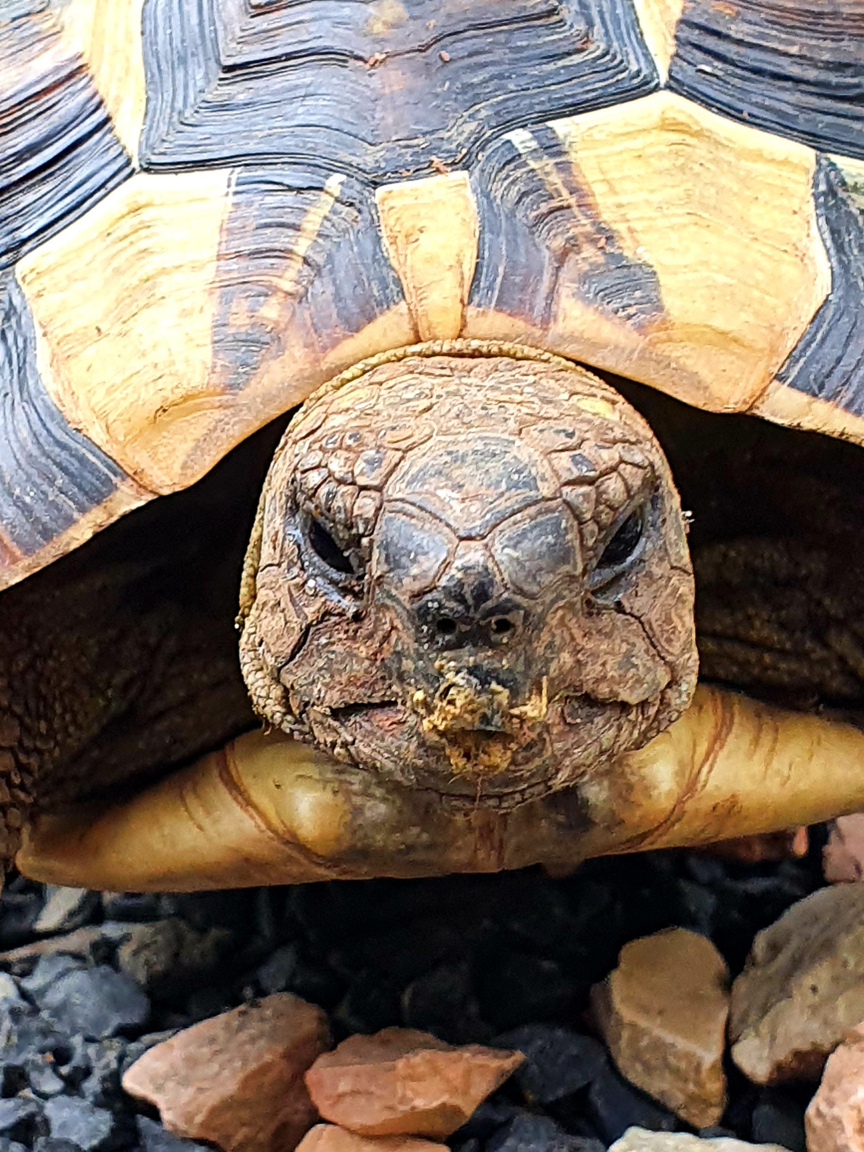 Griechische Landschildkröte Victoria