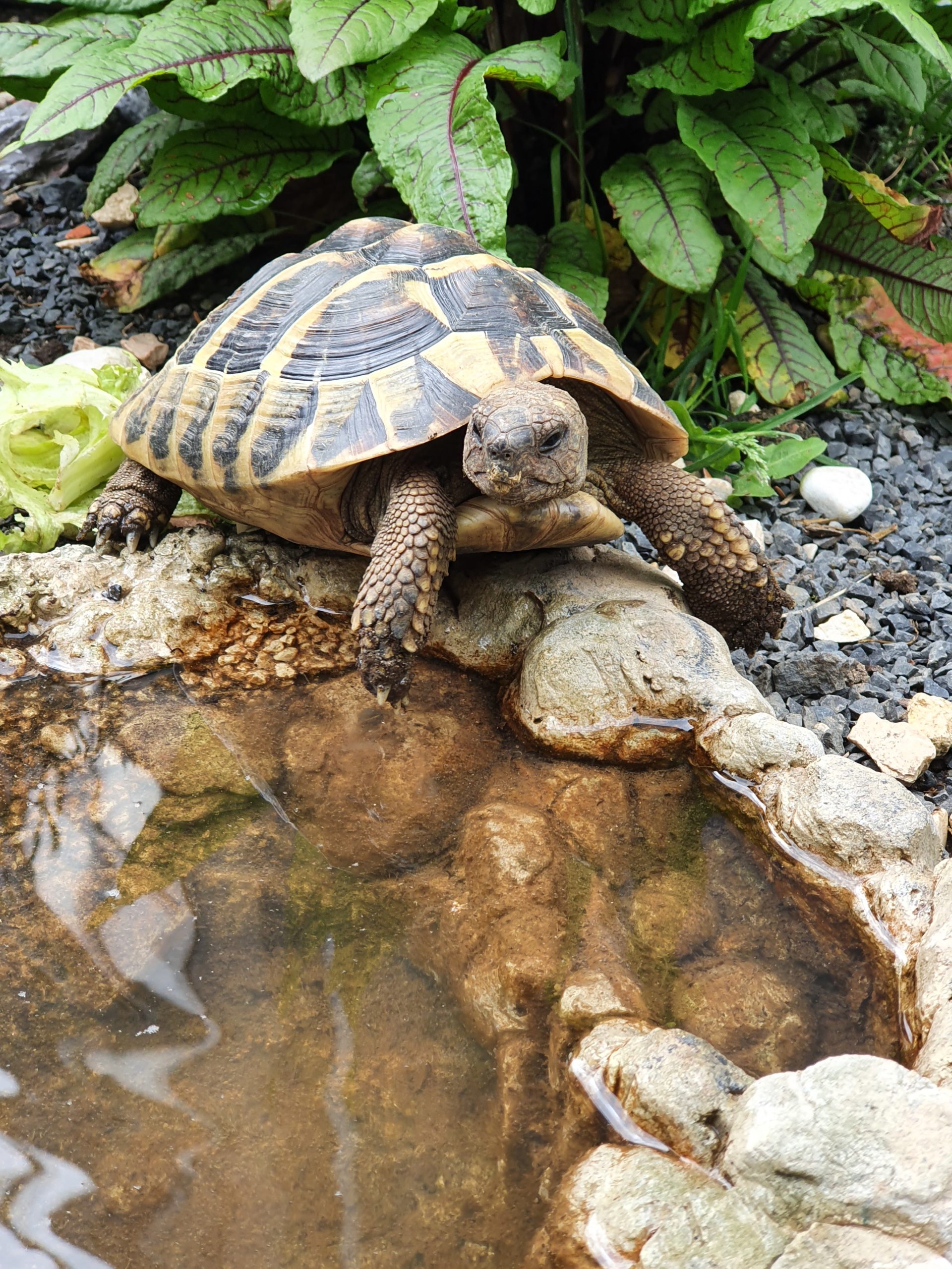 Griechische Landschildkröte Gloria