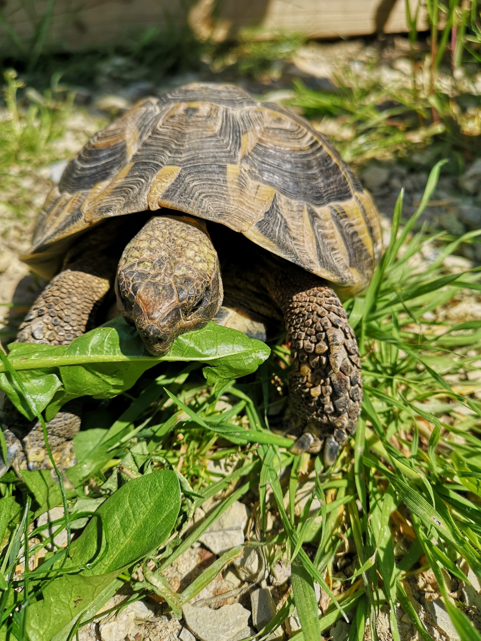 Griechische Landschildkröte "Schildi", seit letztem Sommer bei uns, 19 Jahre alt