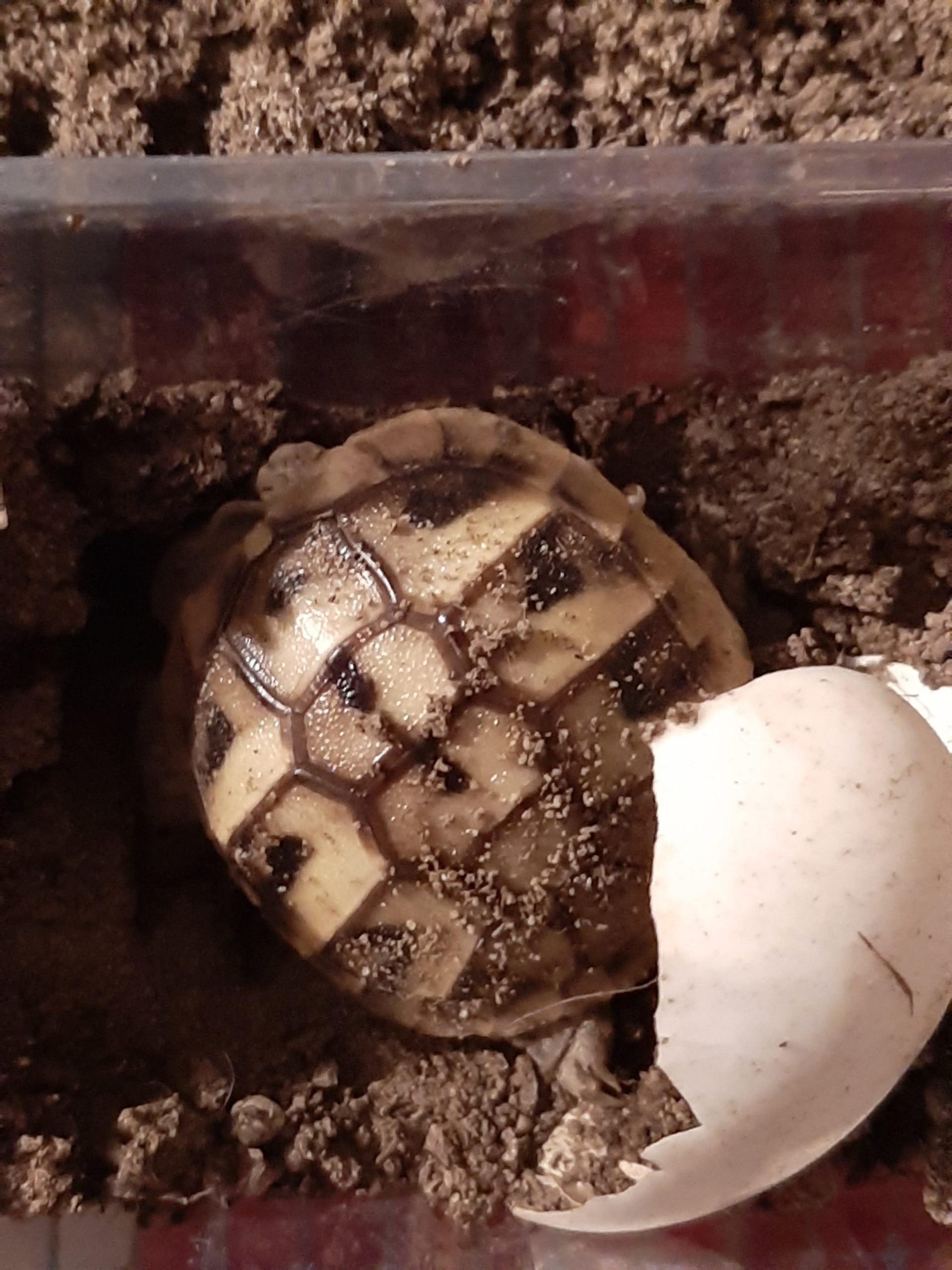 Kleine Griechische Landschildkröte