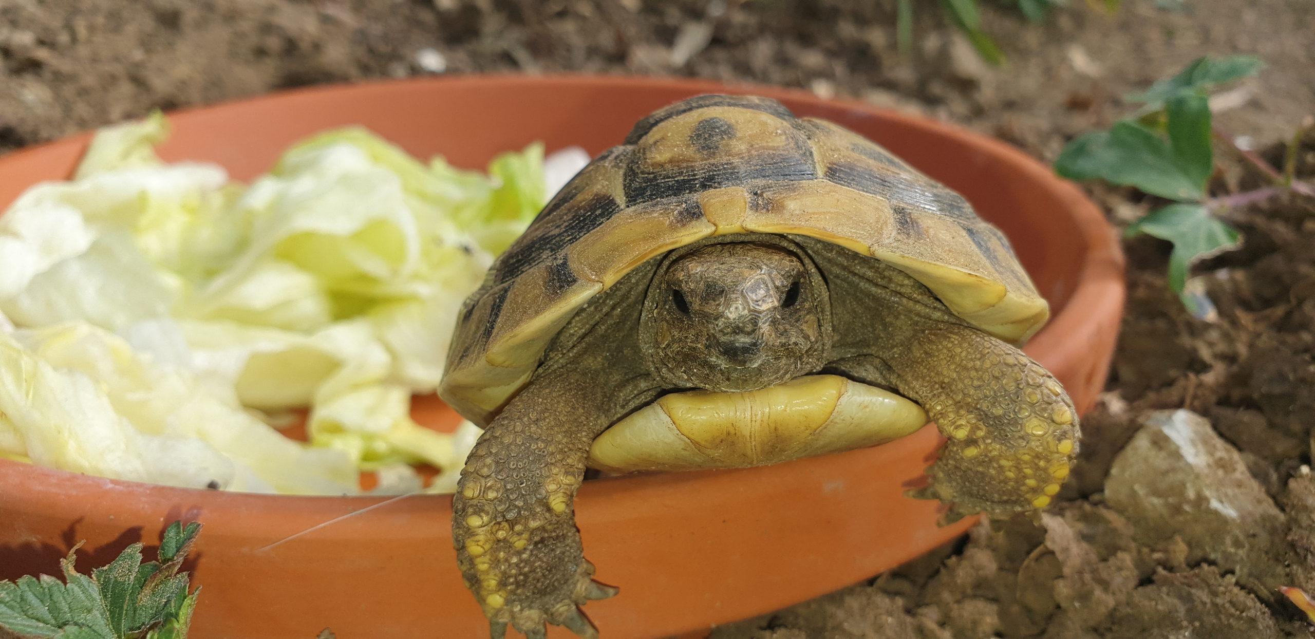 Griechische Landschildkröte Daisy beim Futtern