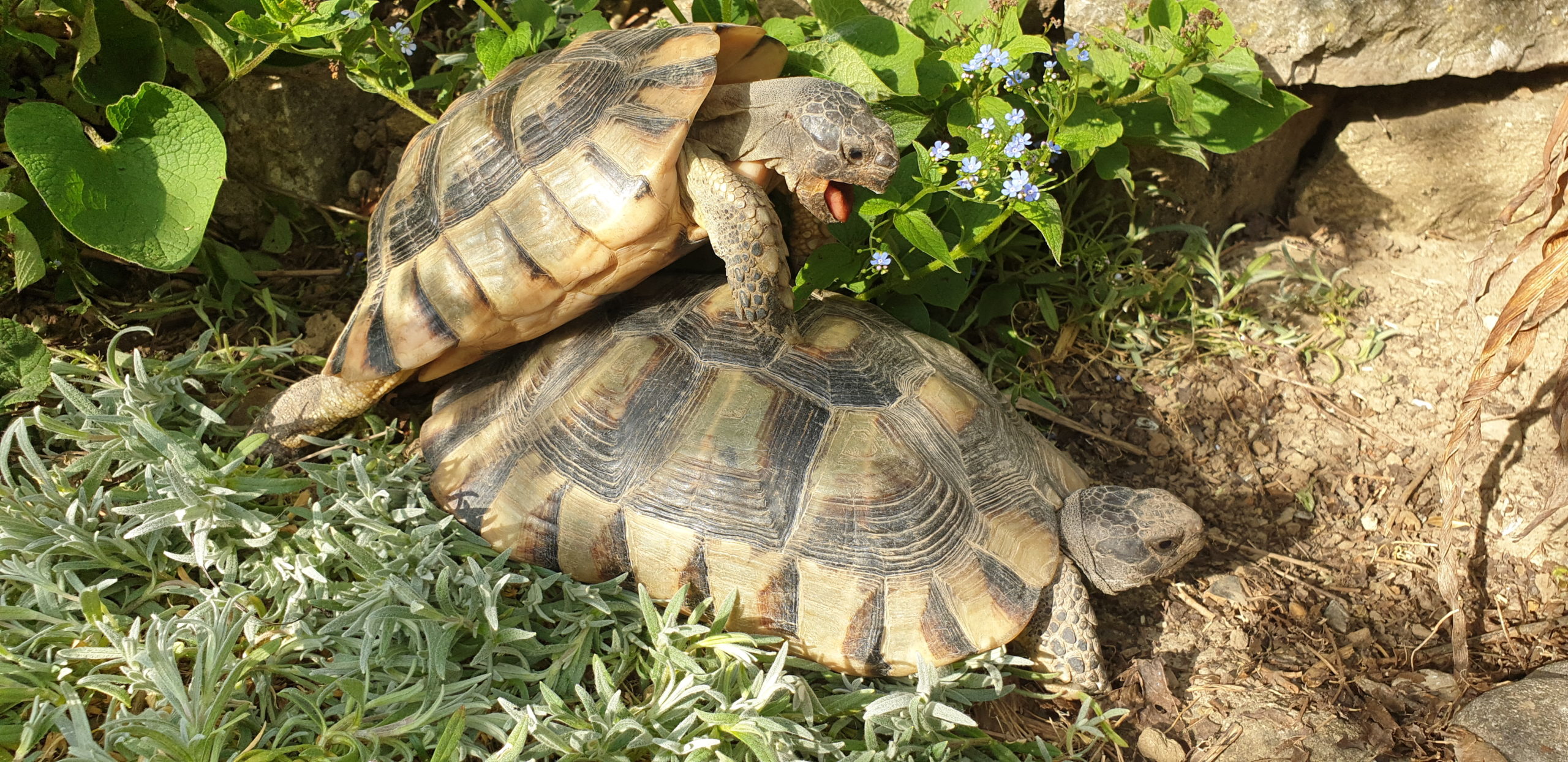 Breitrandschildkröte