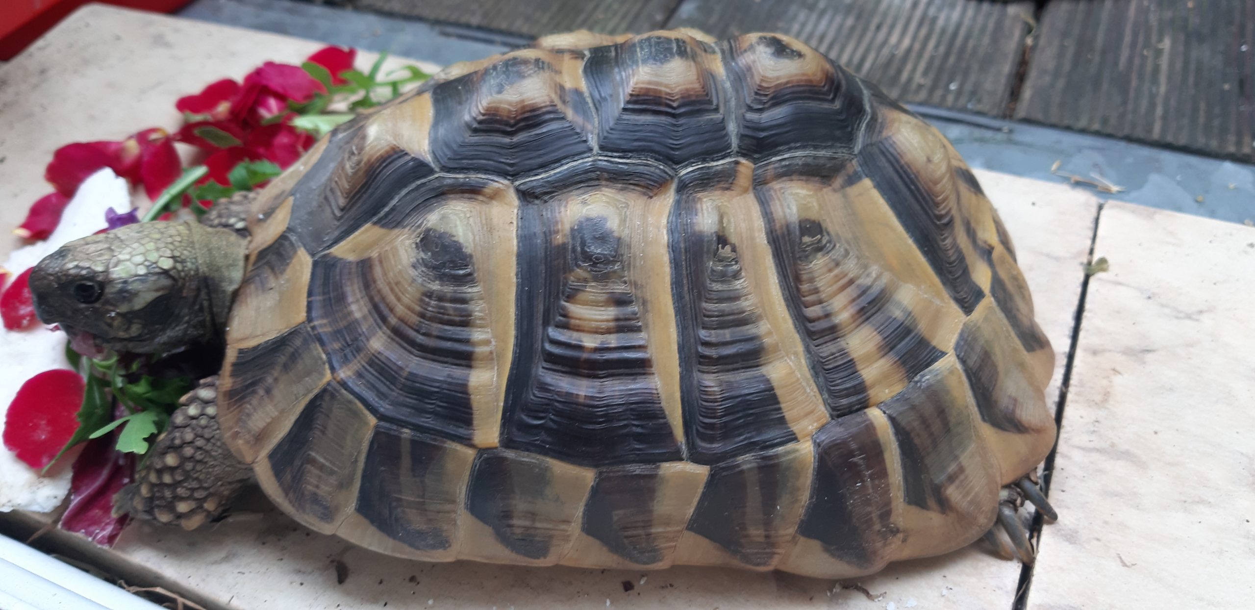 Griechische Landschildkröte