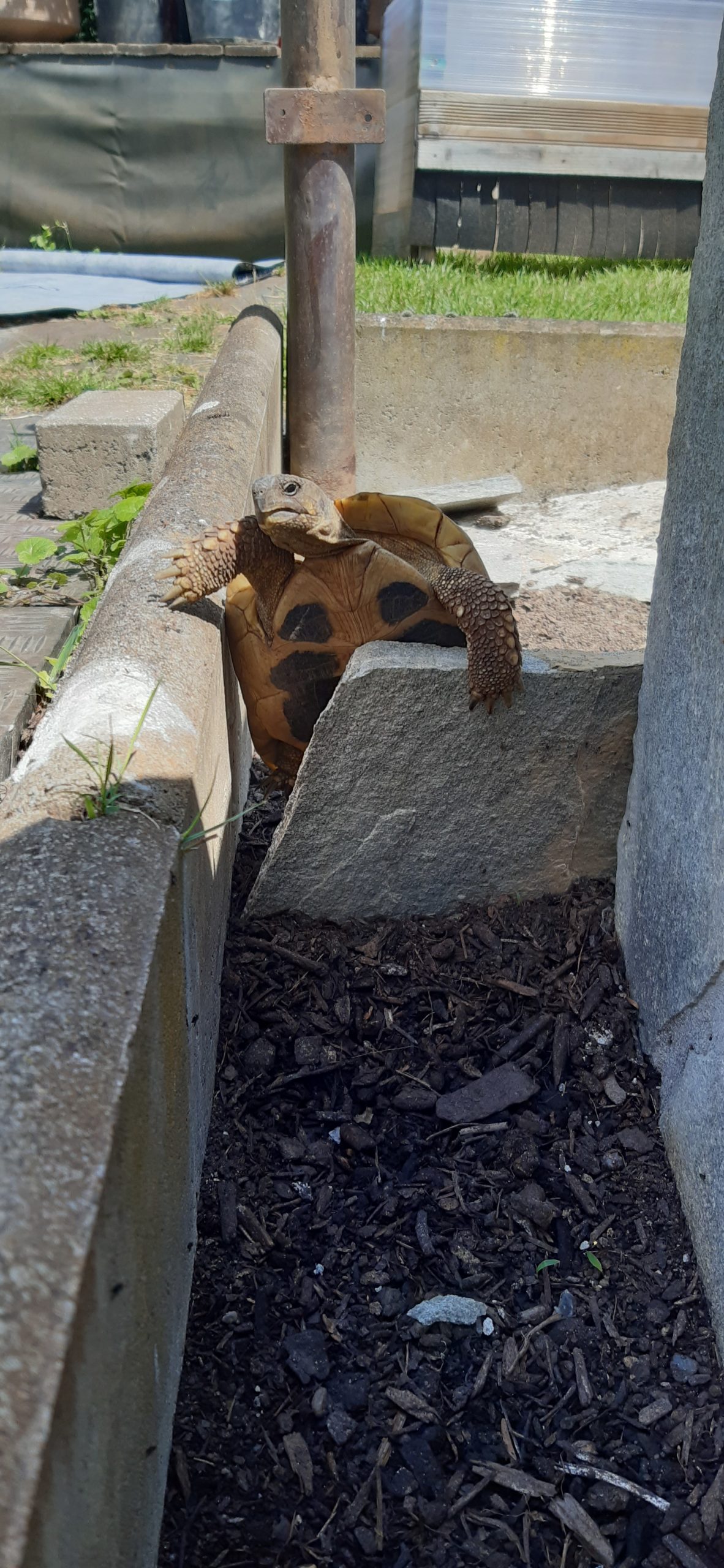 Unsere Griechische Landschildkröte Agathe beim Ausbruchsversuch