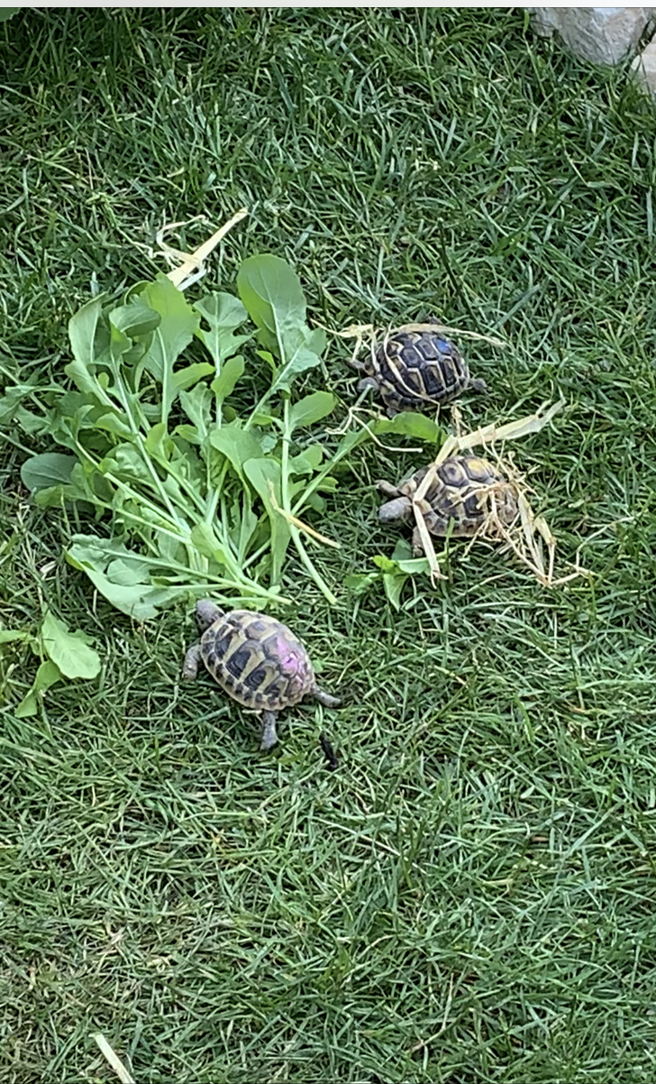 Griechische Landschildkröten