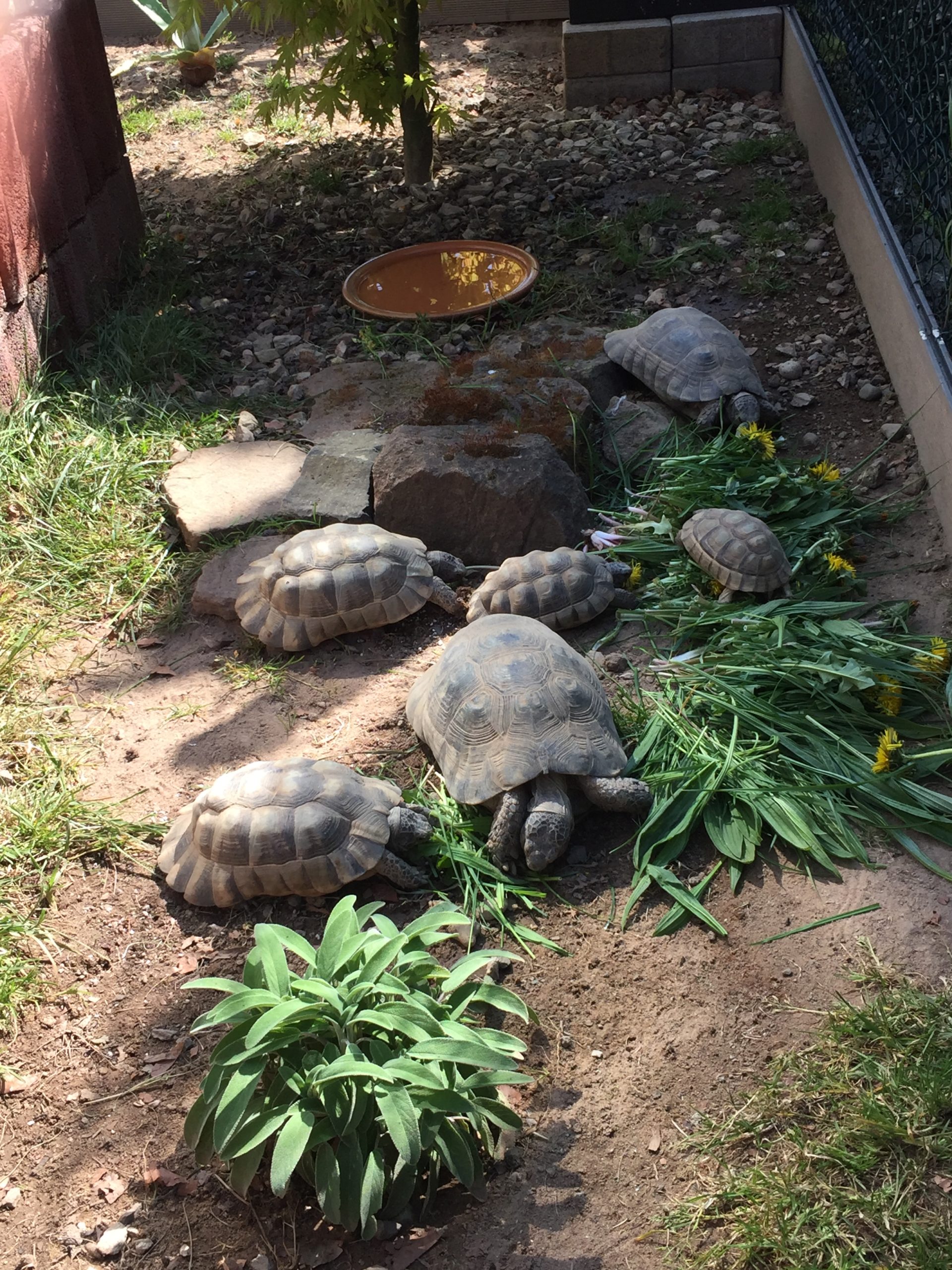 Unsere Breitrandschildkröten-Gruppe beim Mittagessen