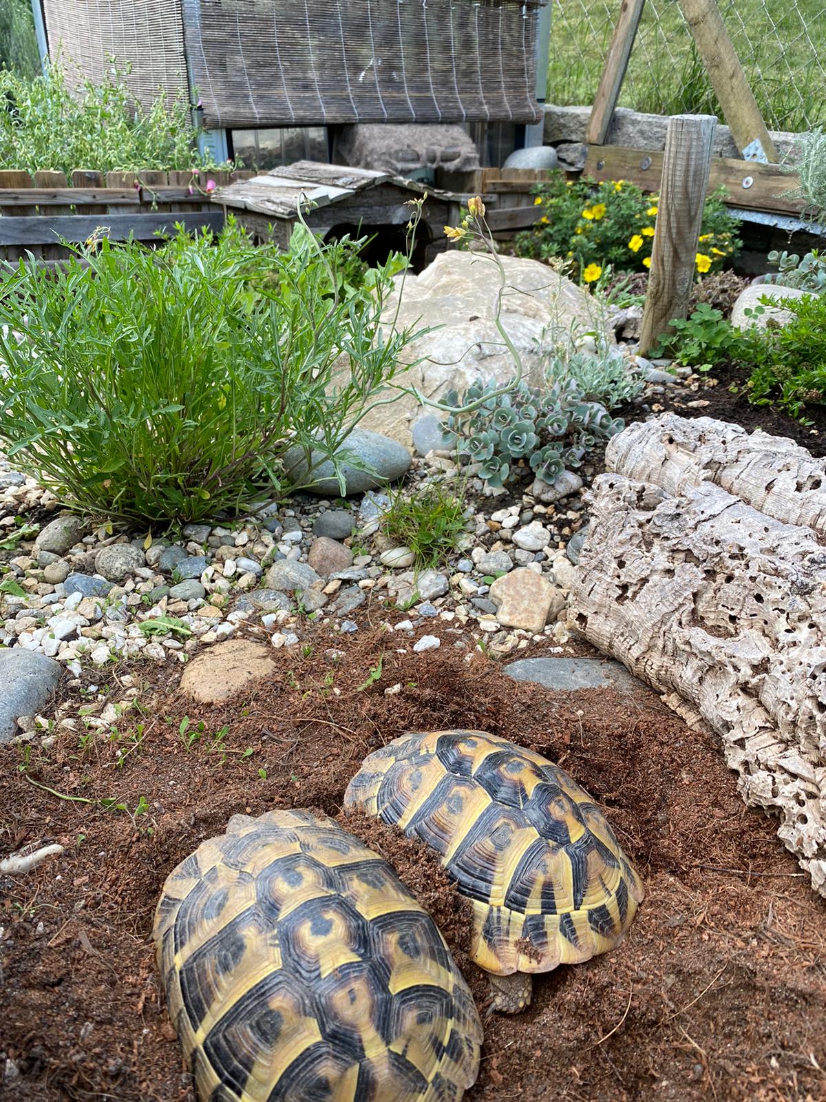 Griechische Landschildkröten im Freigehege