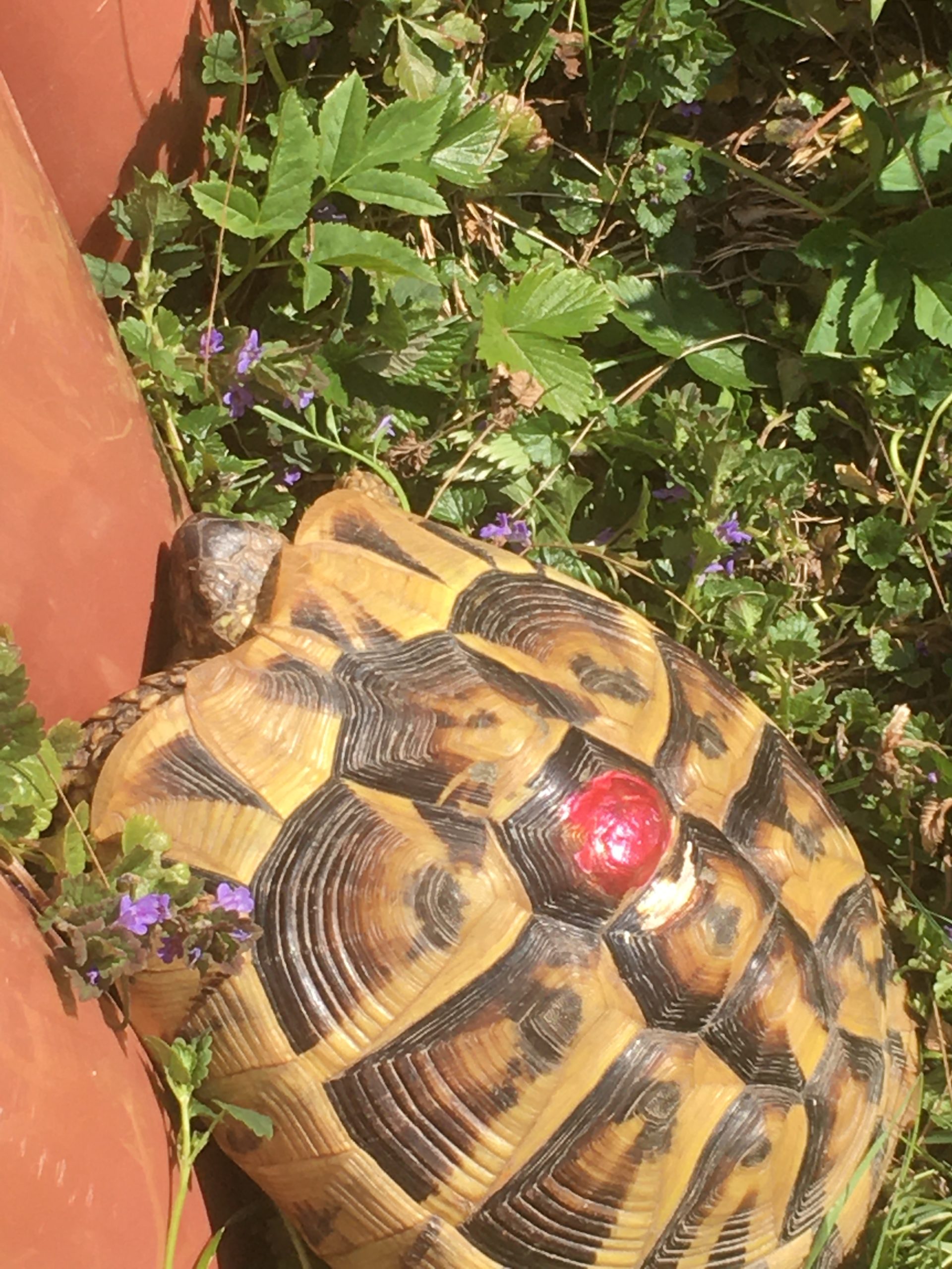 Griechische Landschildkröten
