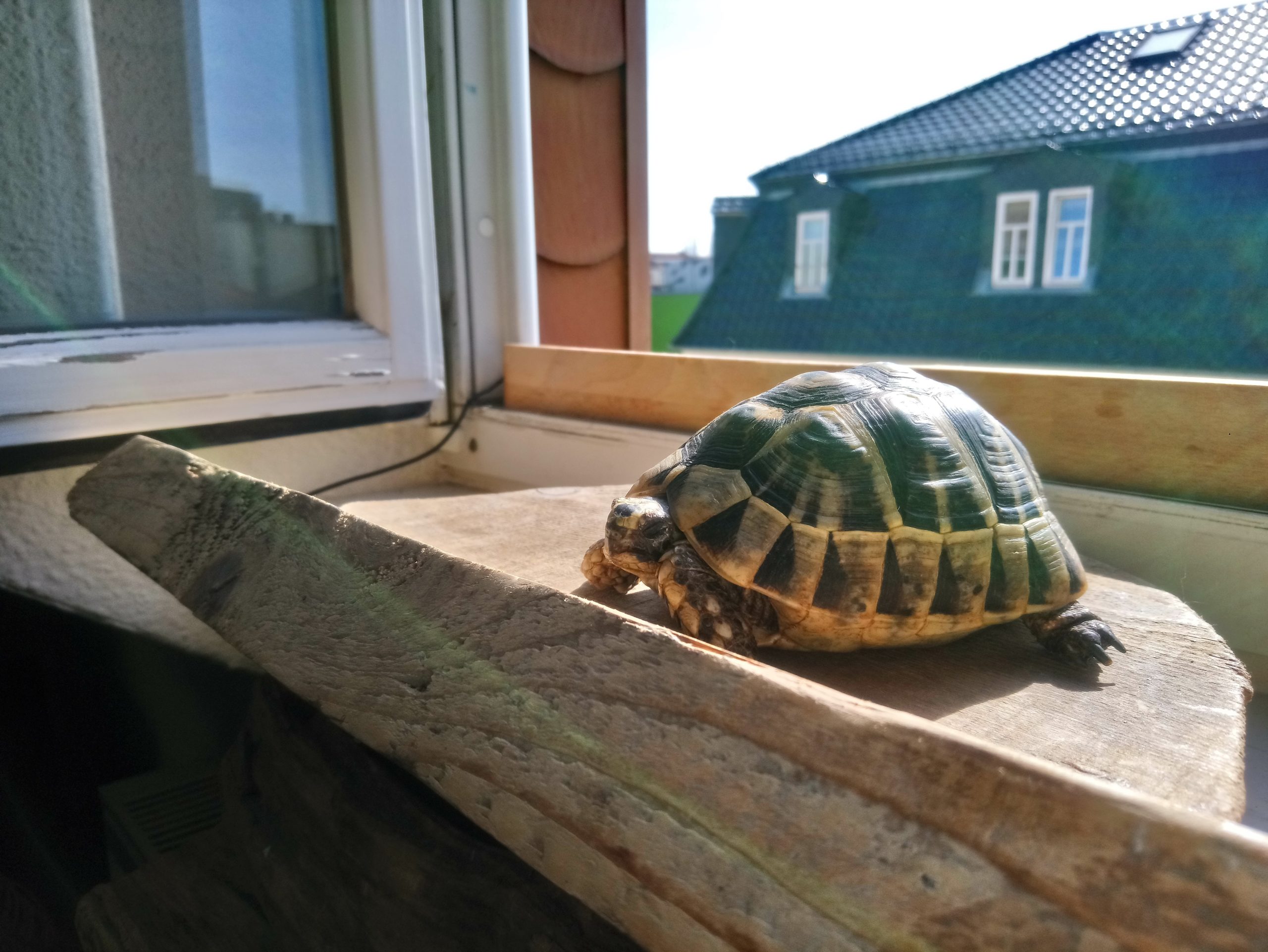 Maurische Landschildkröte Testudo graeca ibera