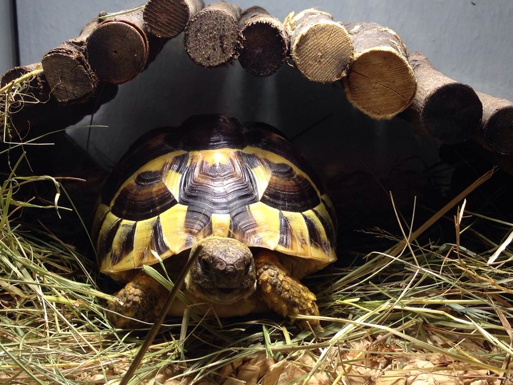 Schildkröte in Lauerstellung