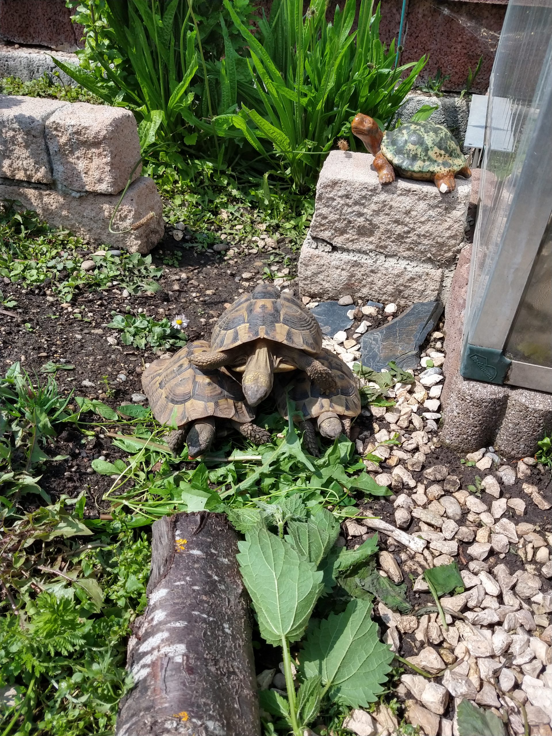 Griechische Landschildkröten im Freigehege beim Brennessel fressen