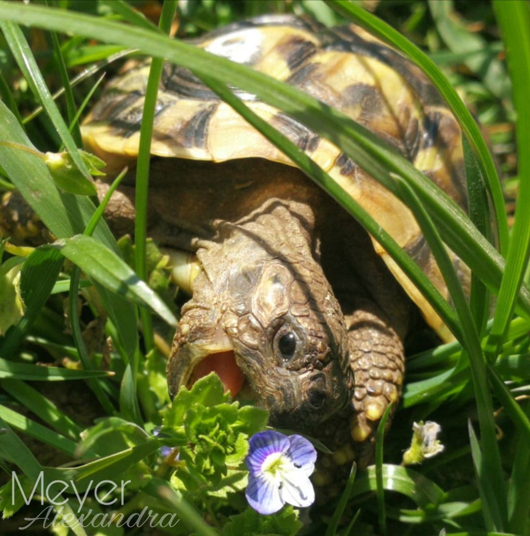 Griechische Landschildkröte