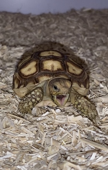 Spornschildkröten Baby