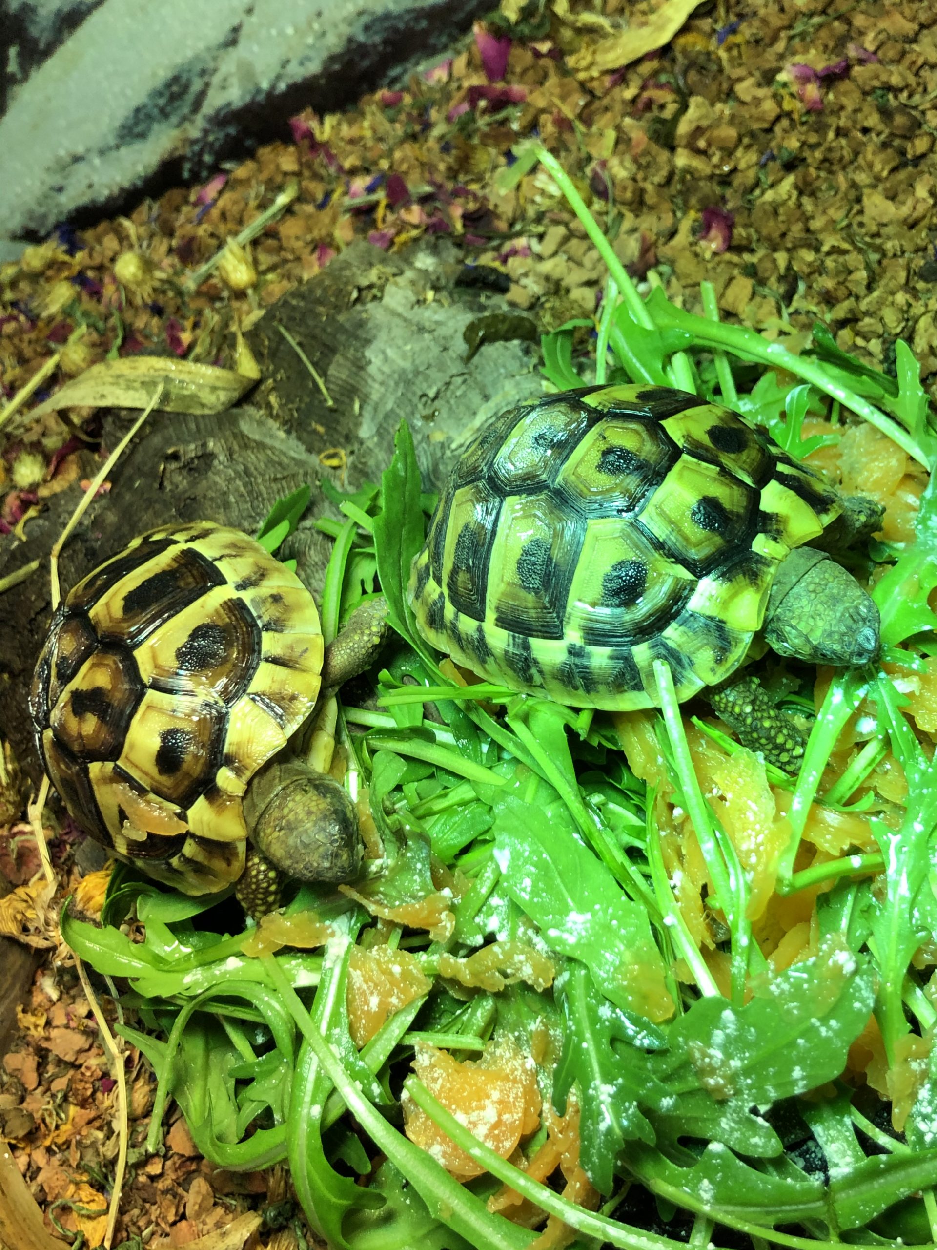 Griechische Landschildkröten lecker essen