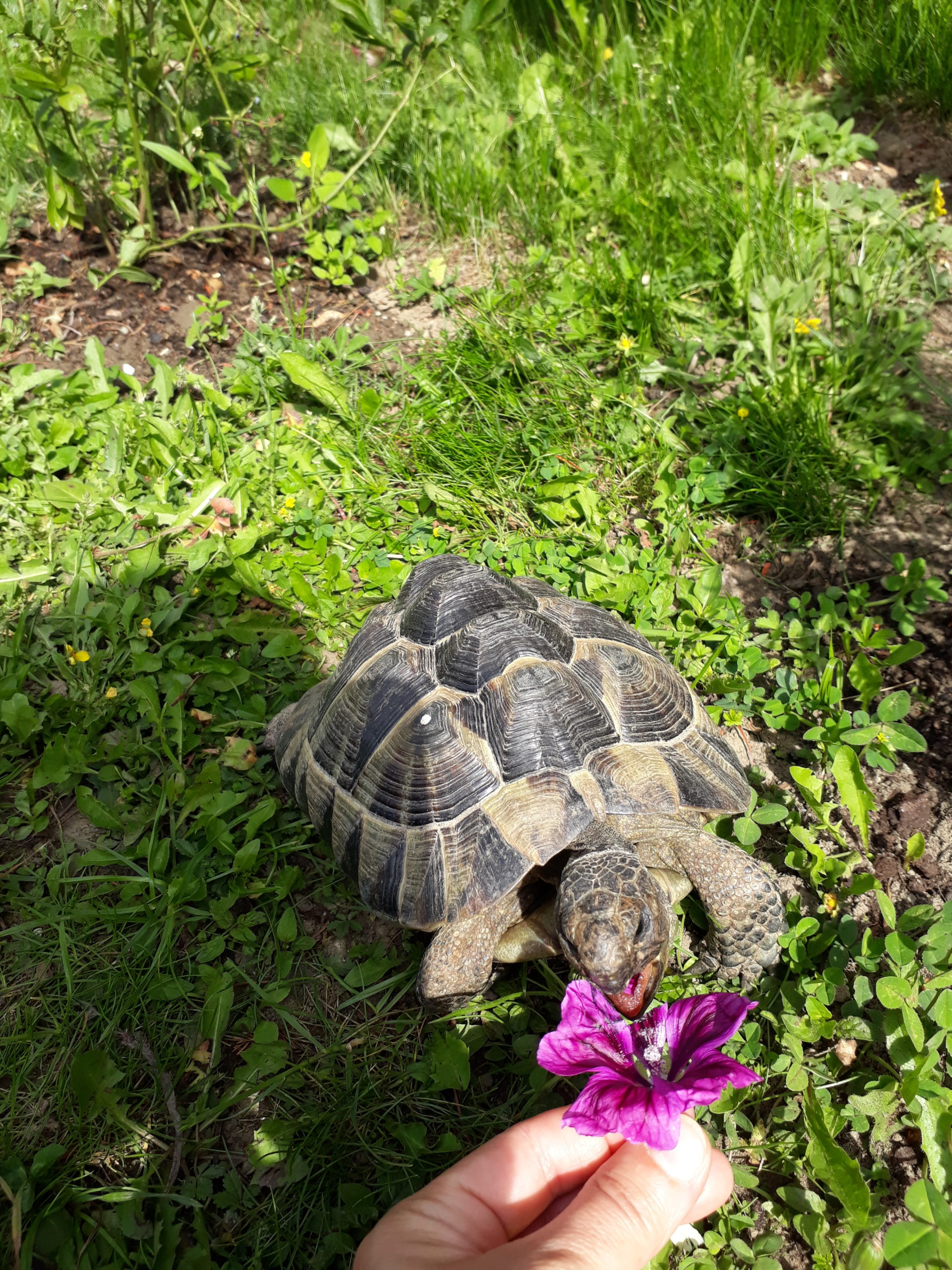 Maurische Landschildkröte wird mit süßen Blüten im Garten verwöhnt