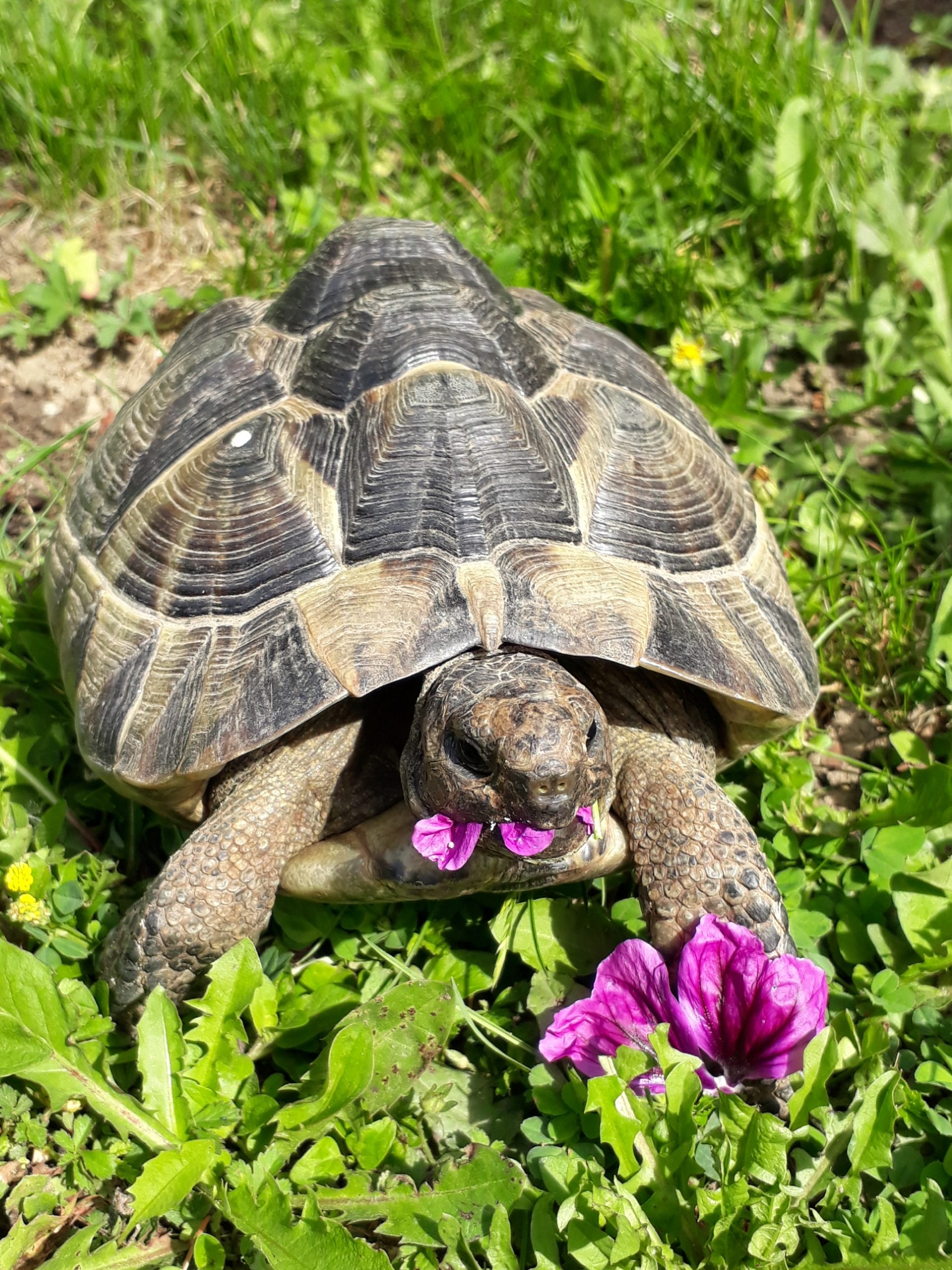 Gundula, Maurische Schildkröte
