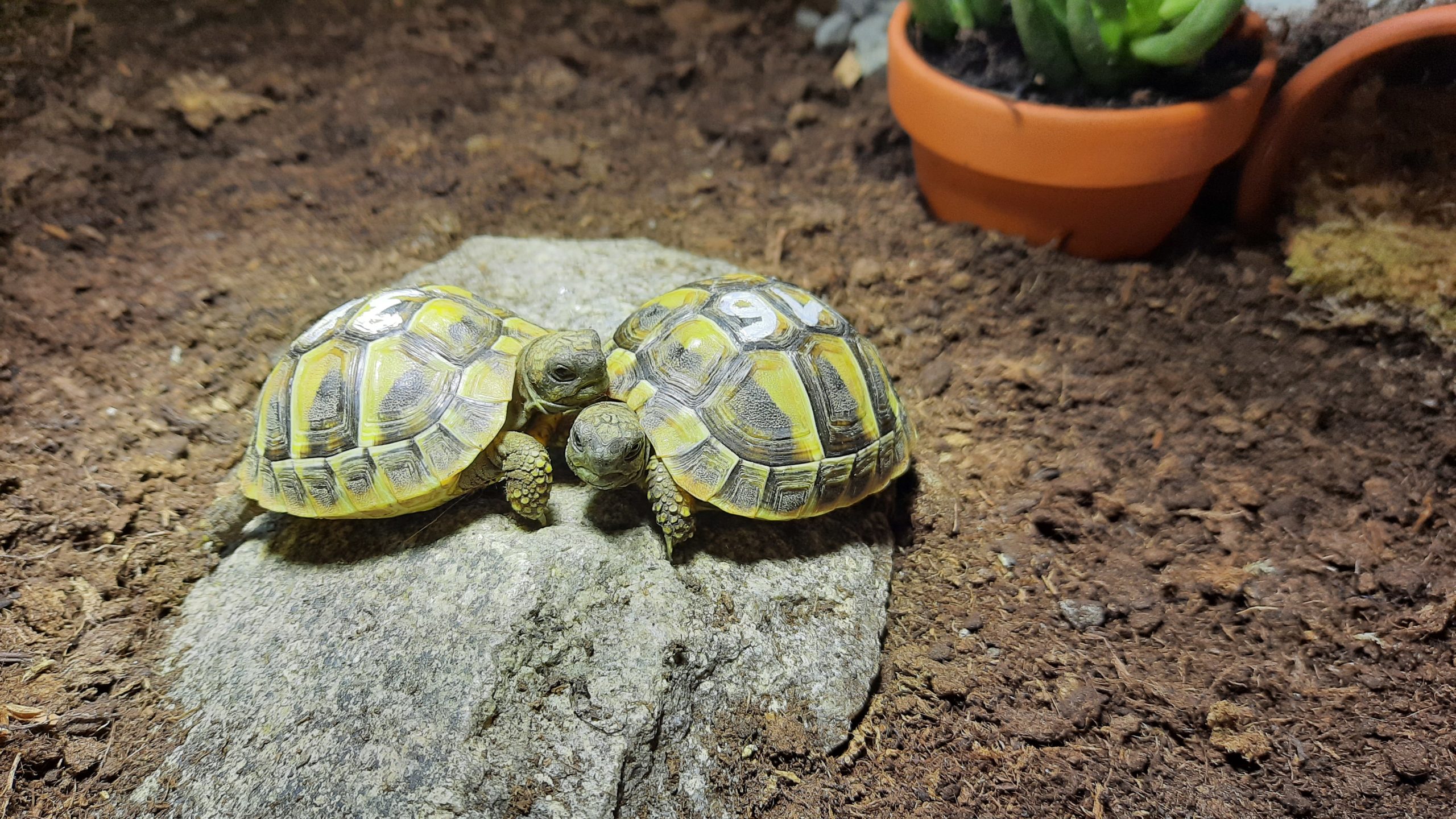 Griechische Landschildkröten Ulli und Mika relaxen zusammen
