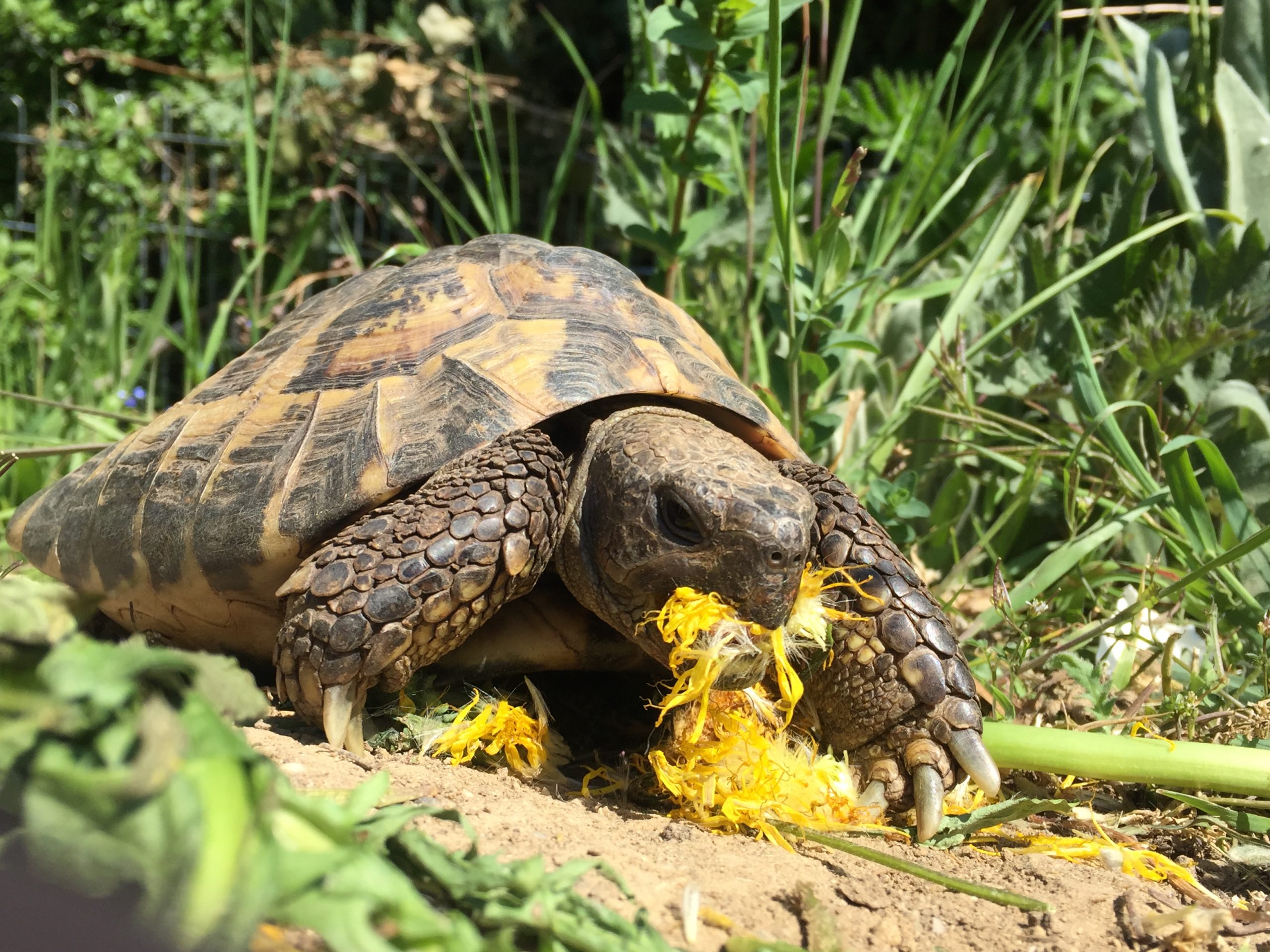 Griechische Landschildkröte Erwin im Blütentraum