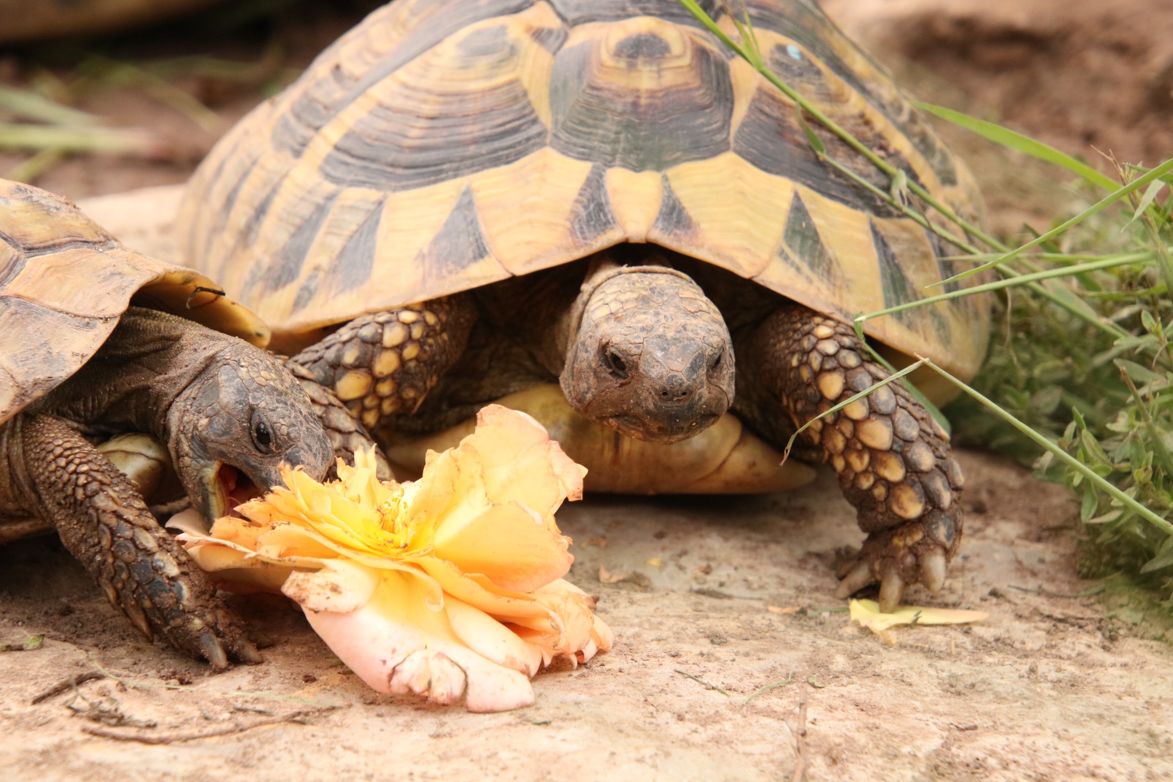 Griechische Landschildkröten beim Fressen