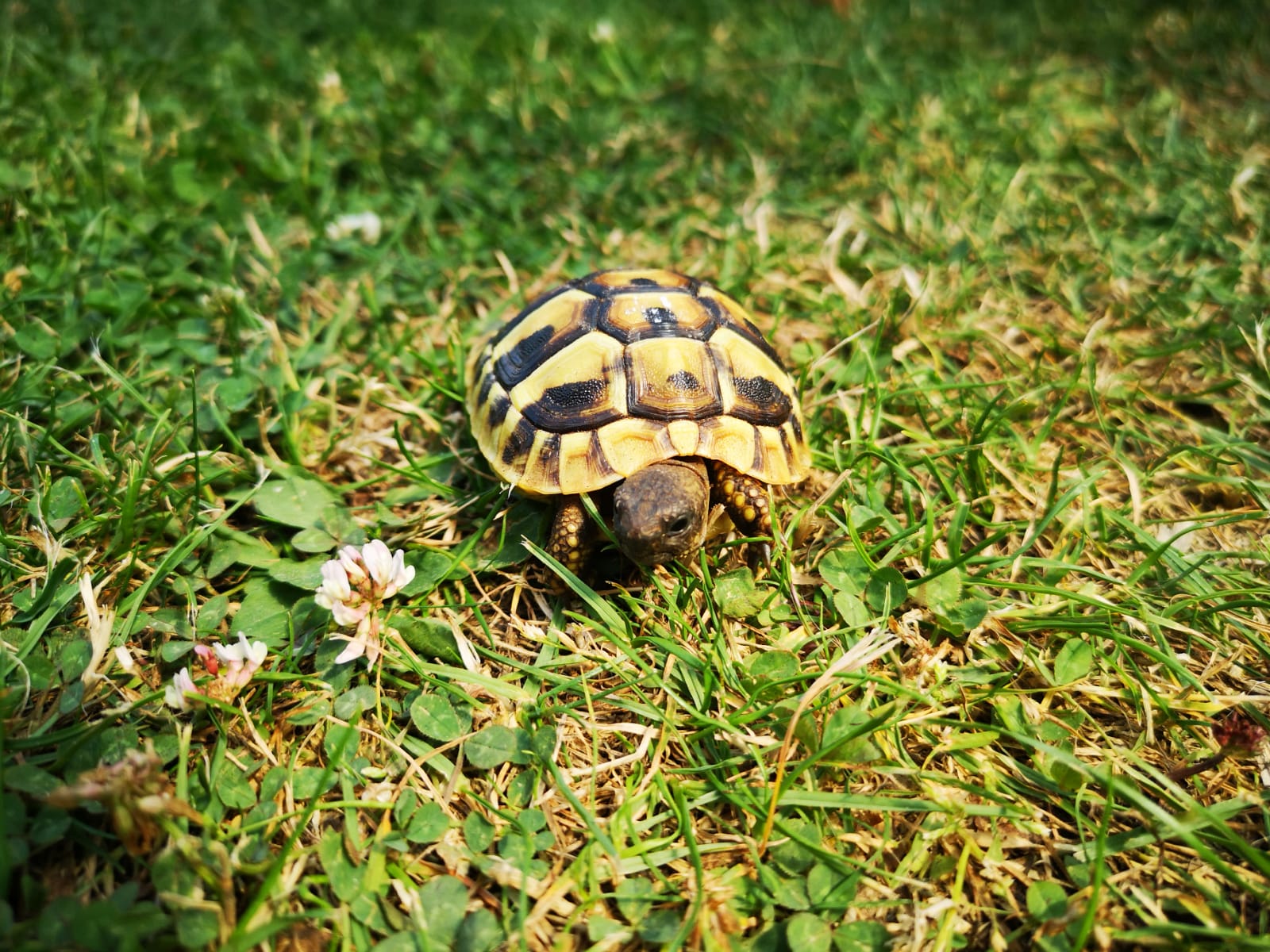 Griechische Landschildkröte bei ihrer Wanderung