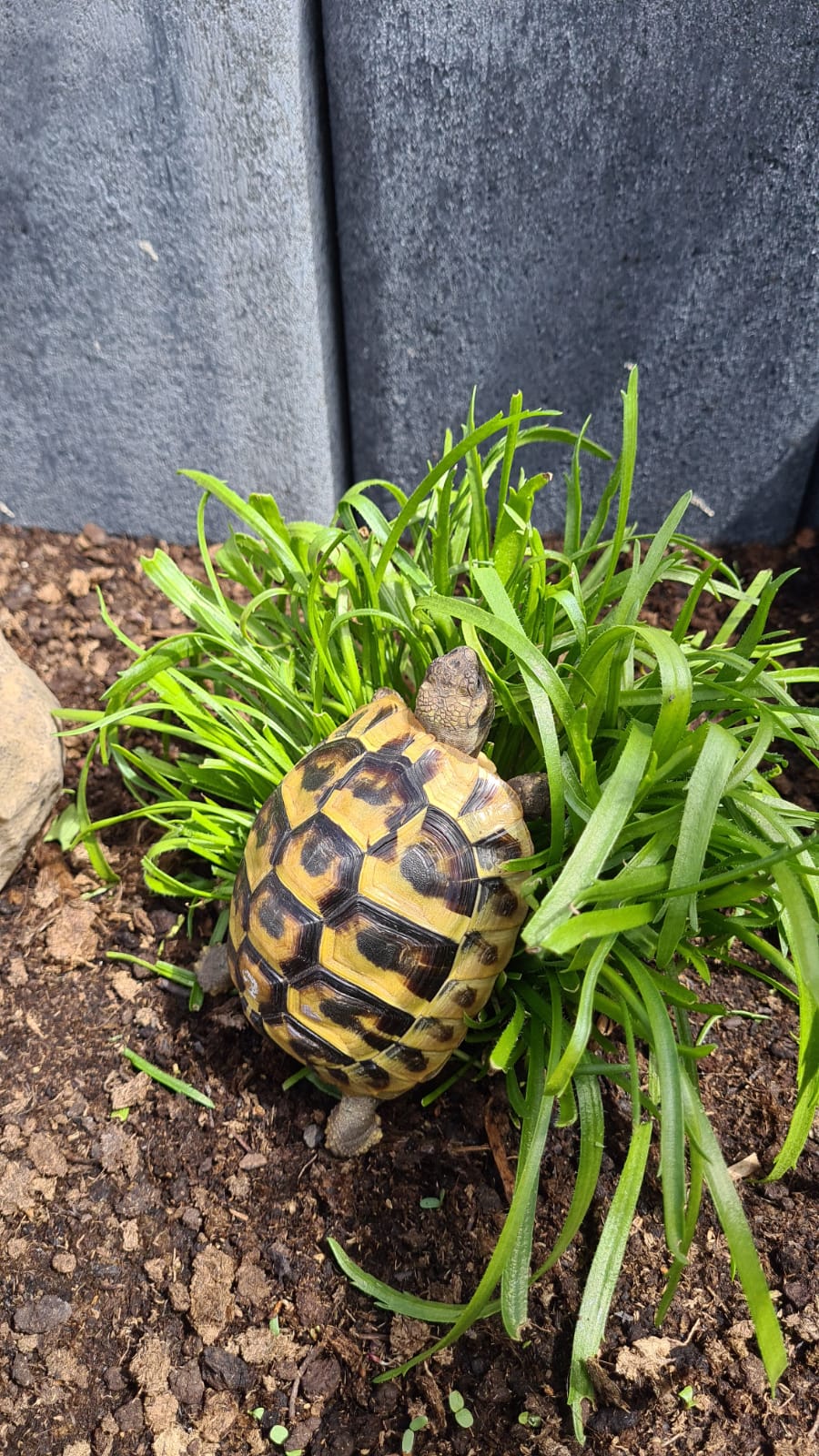 Griechische Landschildkröte im neuen Freigehege