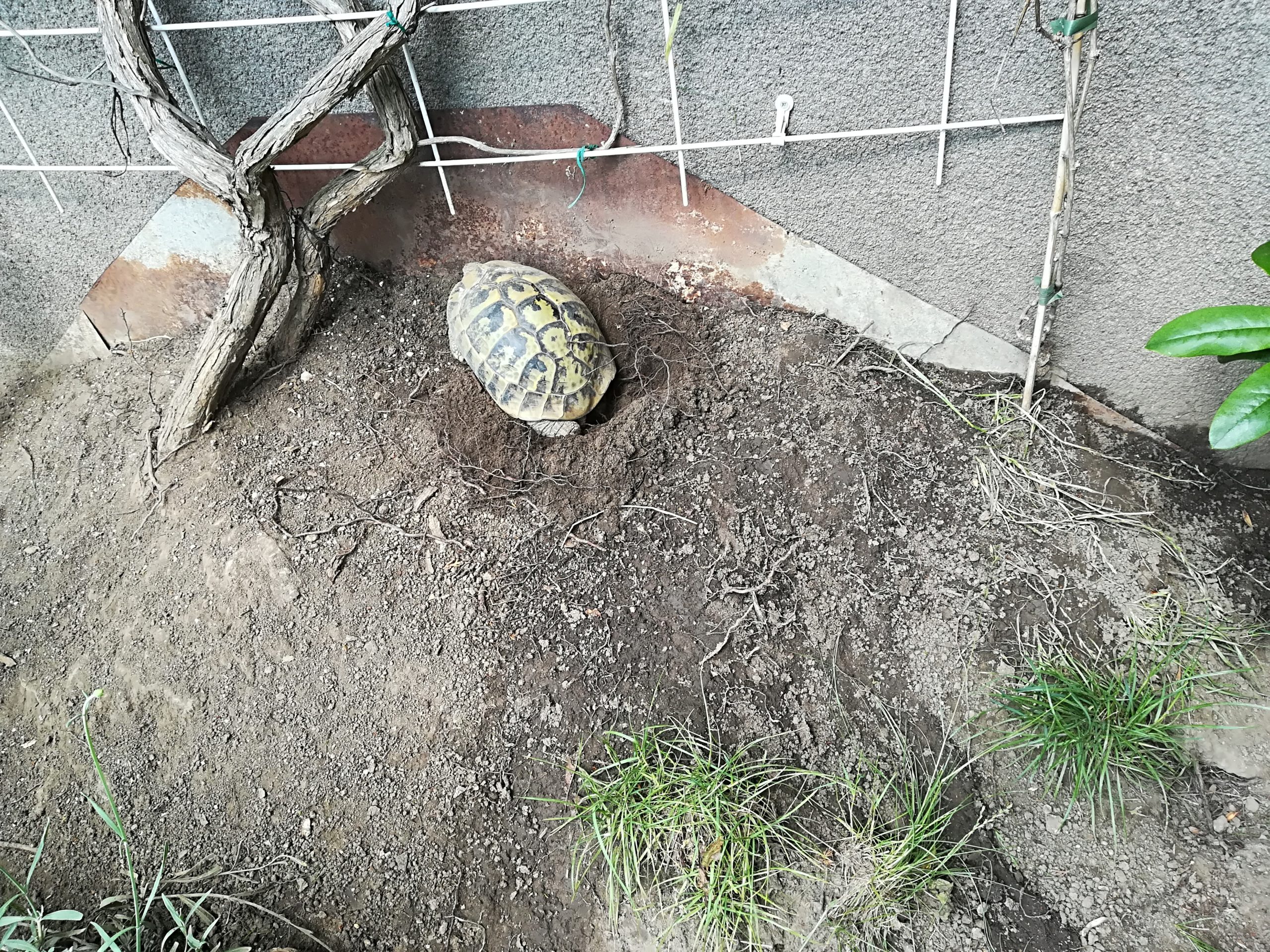 Griechische Landschildkröte beim Eierlegen