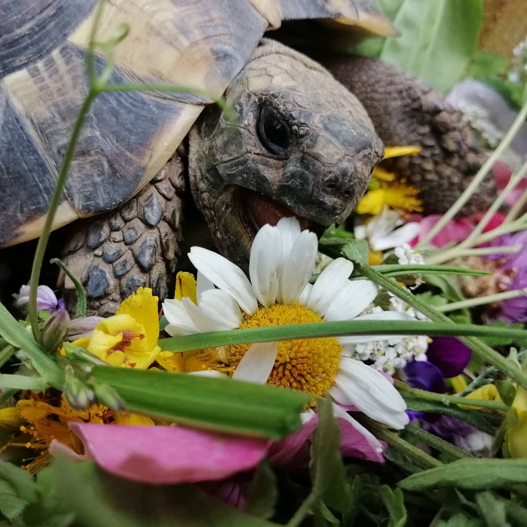 Griechische Landschildkröte