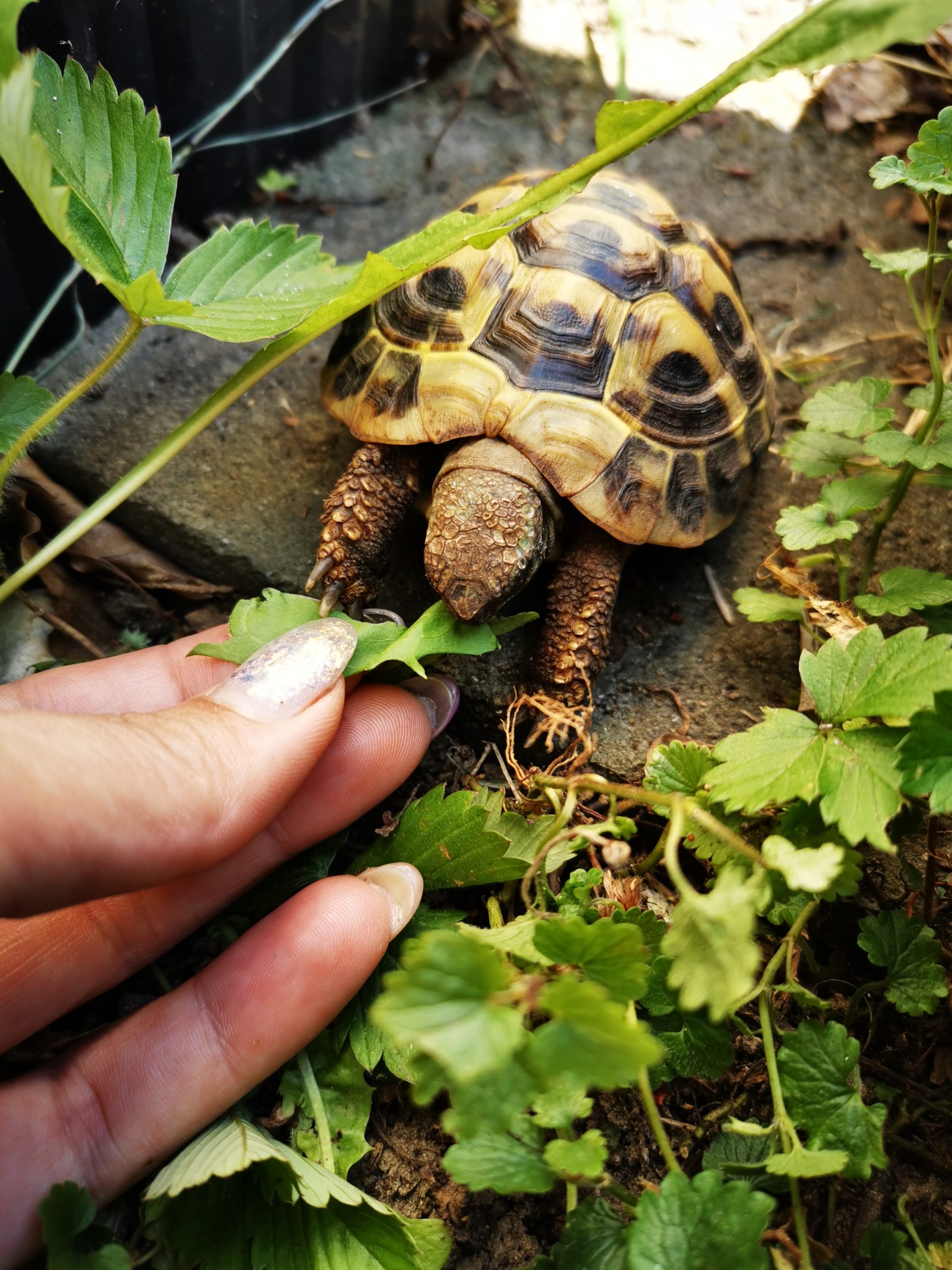 Griechische Landschildkröte Tom