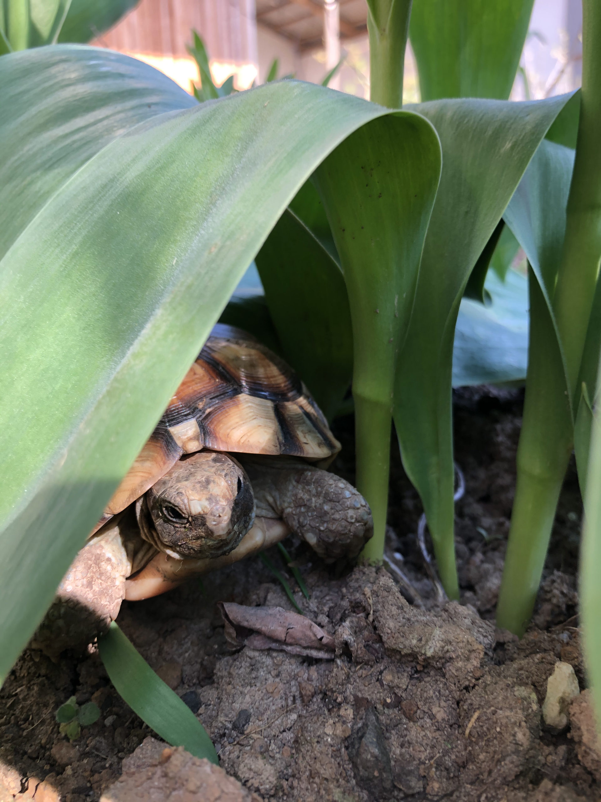 Meine Breitrandschildkröte Jette liebt Tulpen!