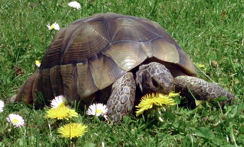 Leckerbissen unserer Marginata